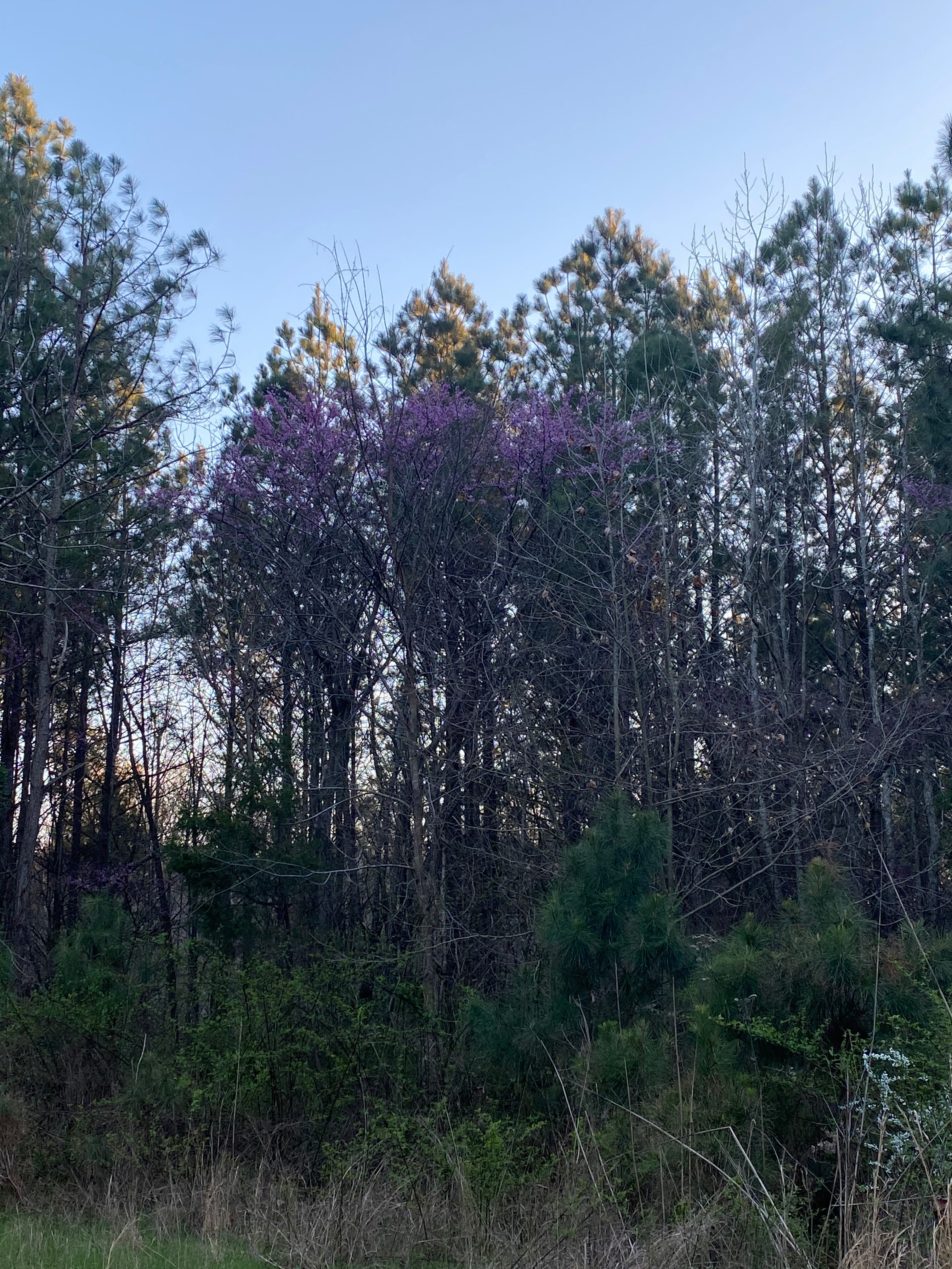 Prestige Pines