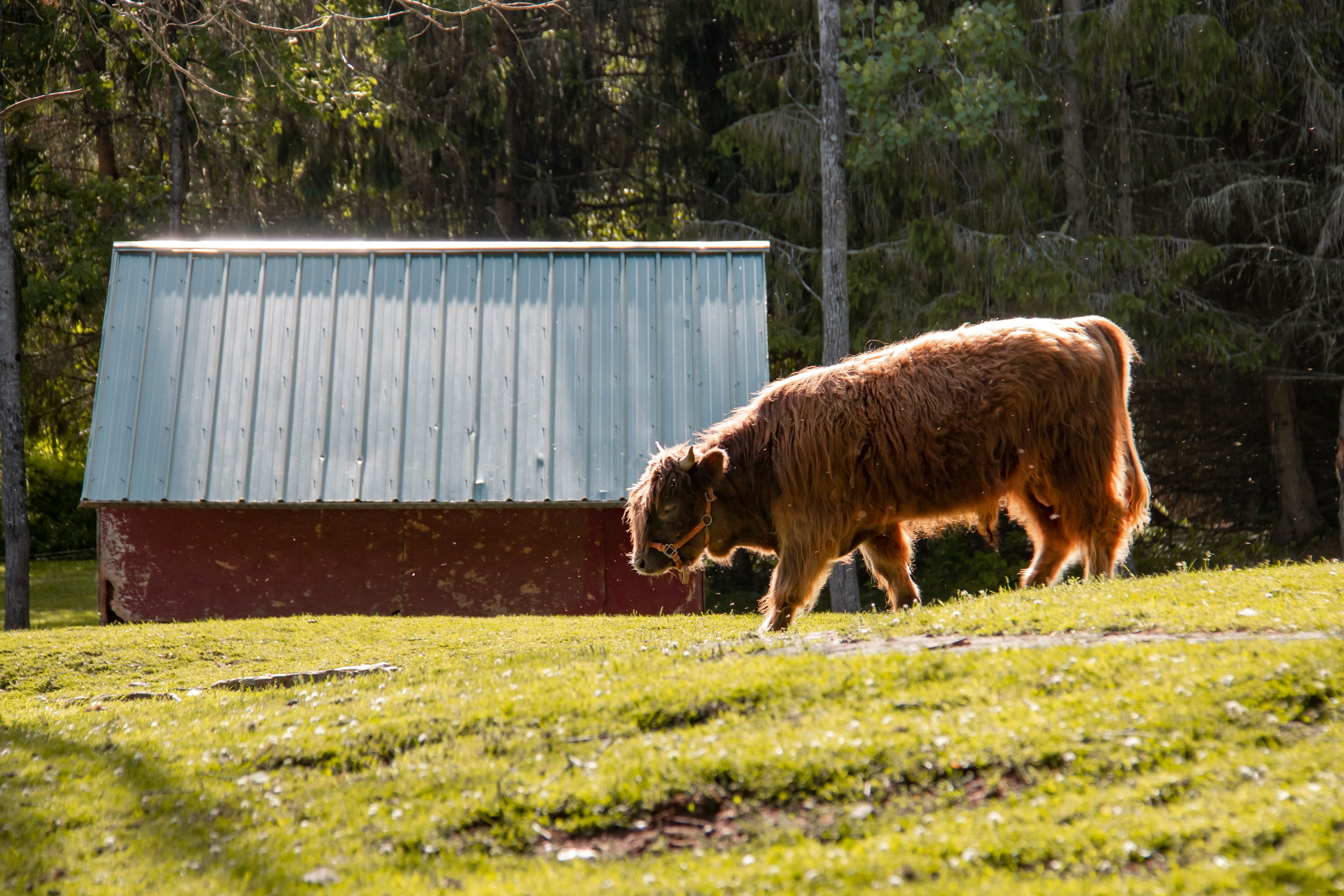Beautiful highland cow walking past the barn.