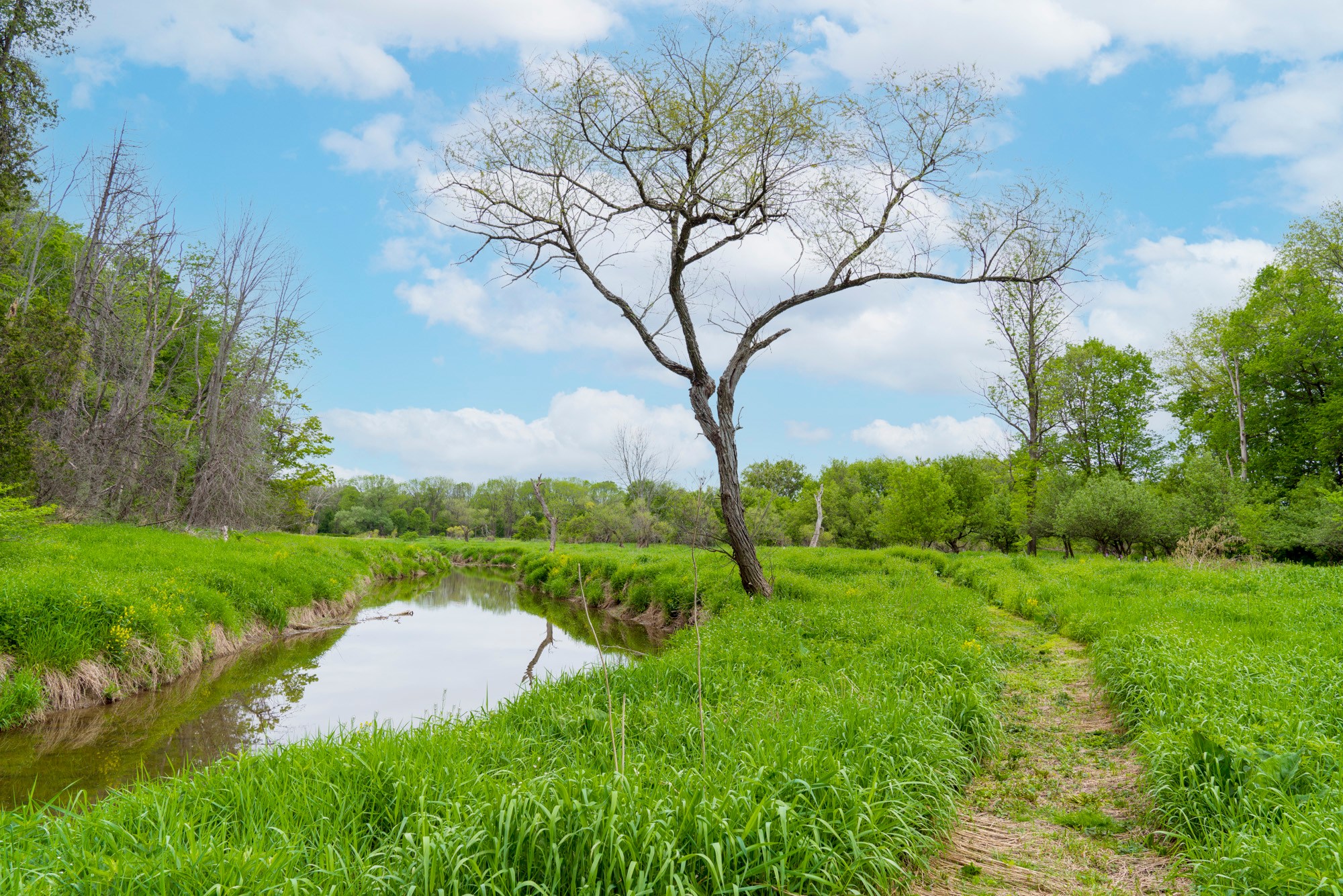 Hopkins Creek and the walking trail.