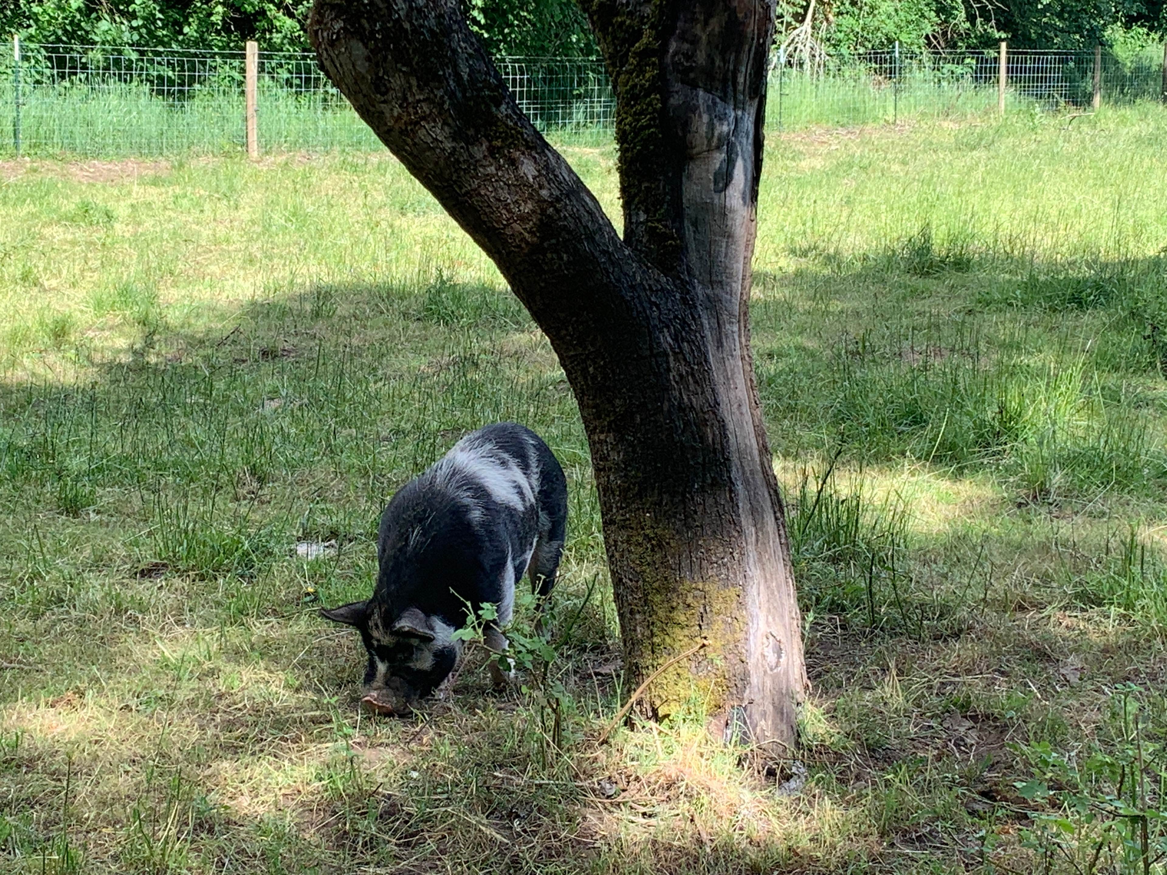 Kevin Bacon