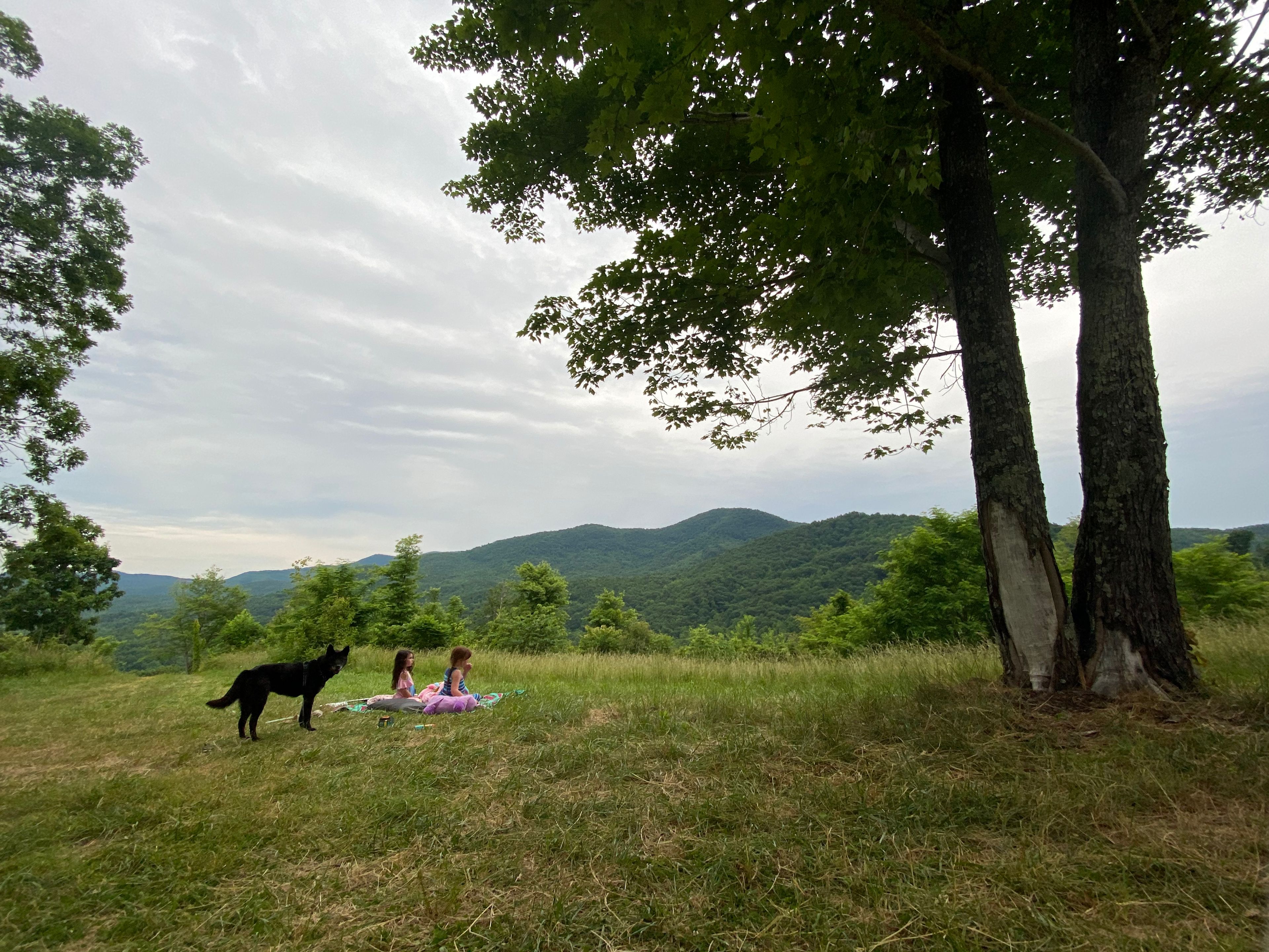 Bolin Knob Meadows