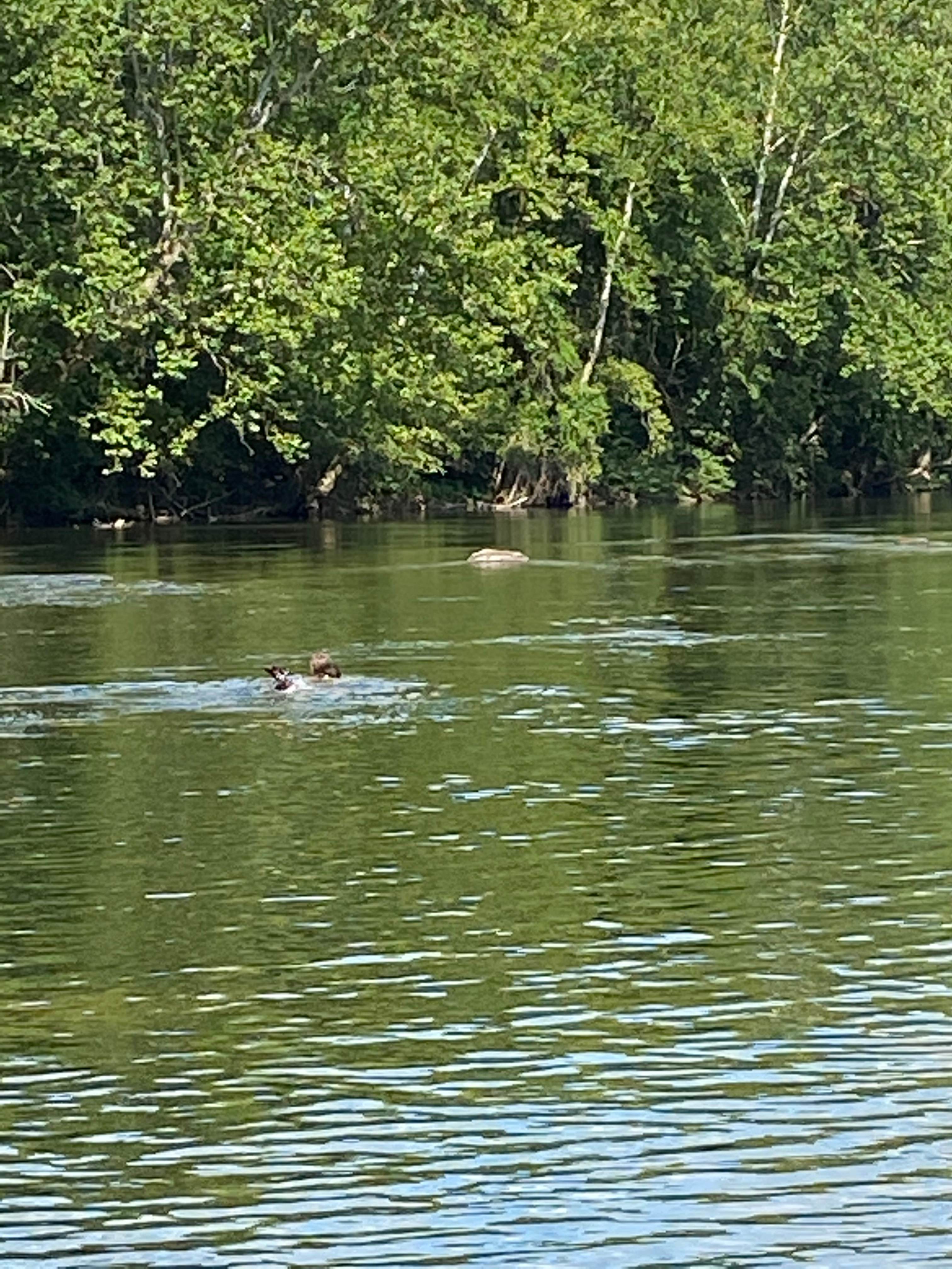 Camping in the shade on the river
