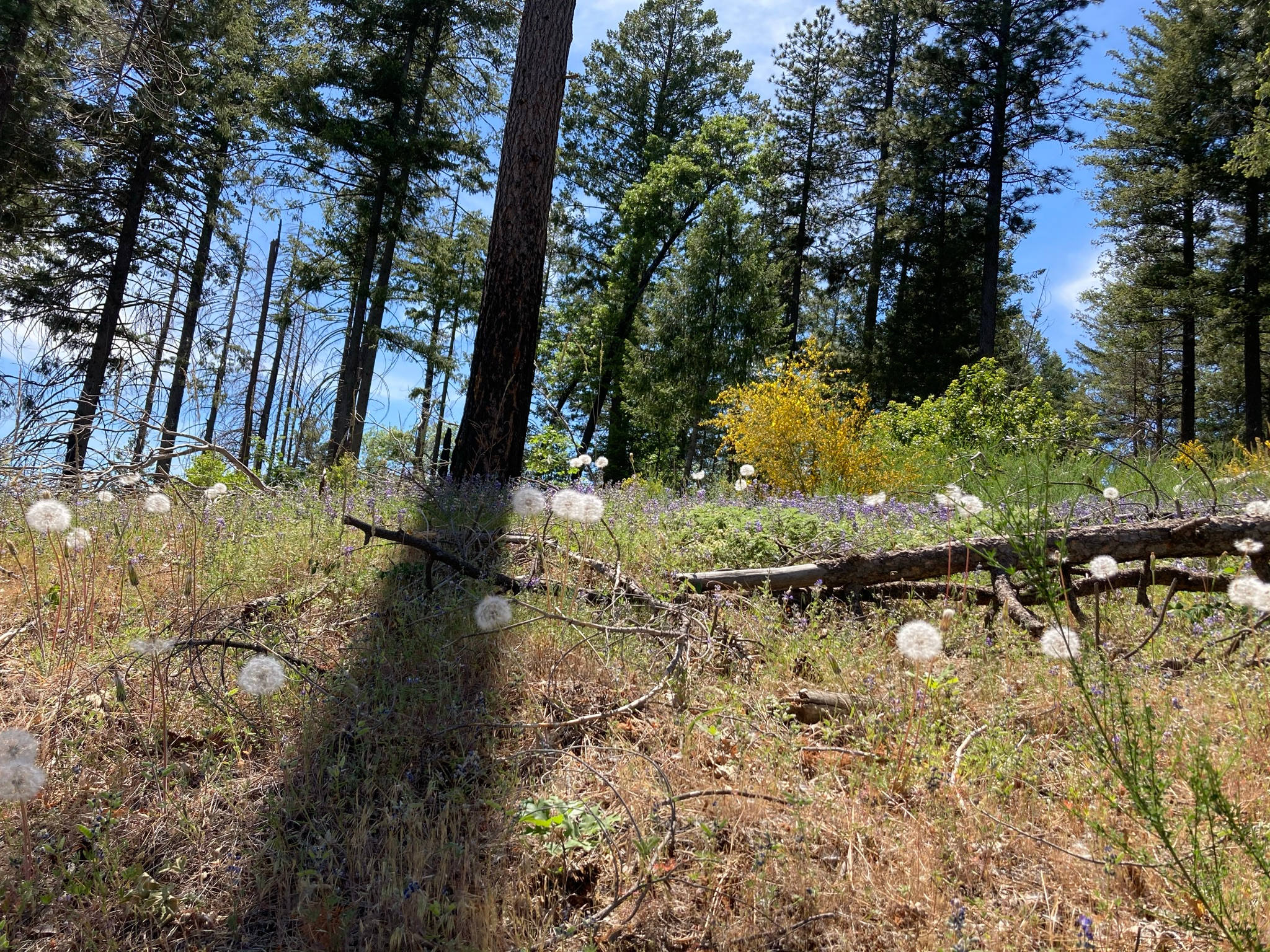 160 Acres amidst National Forest