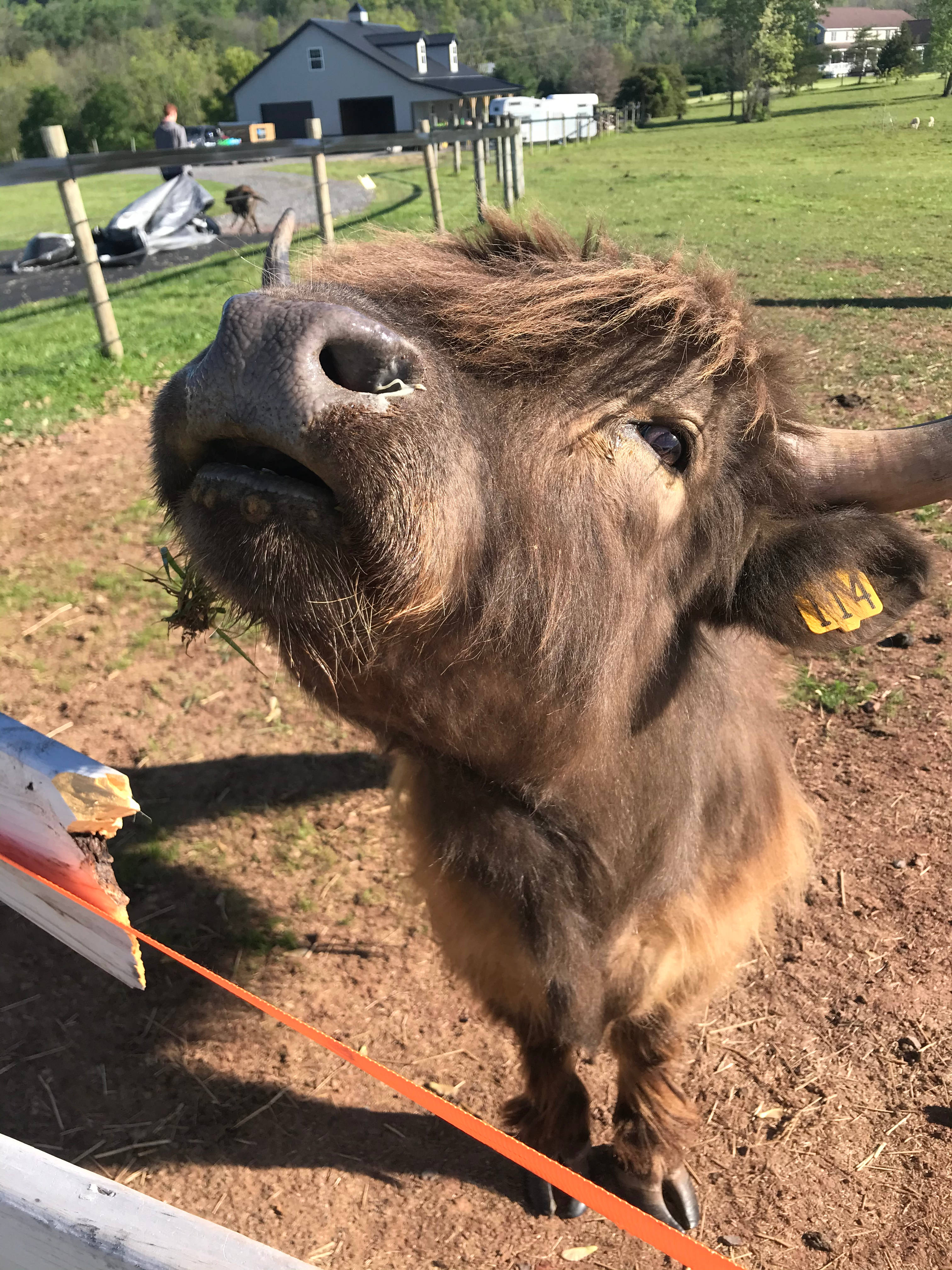 Farm side campsite on 11 acre farm