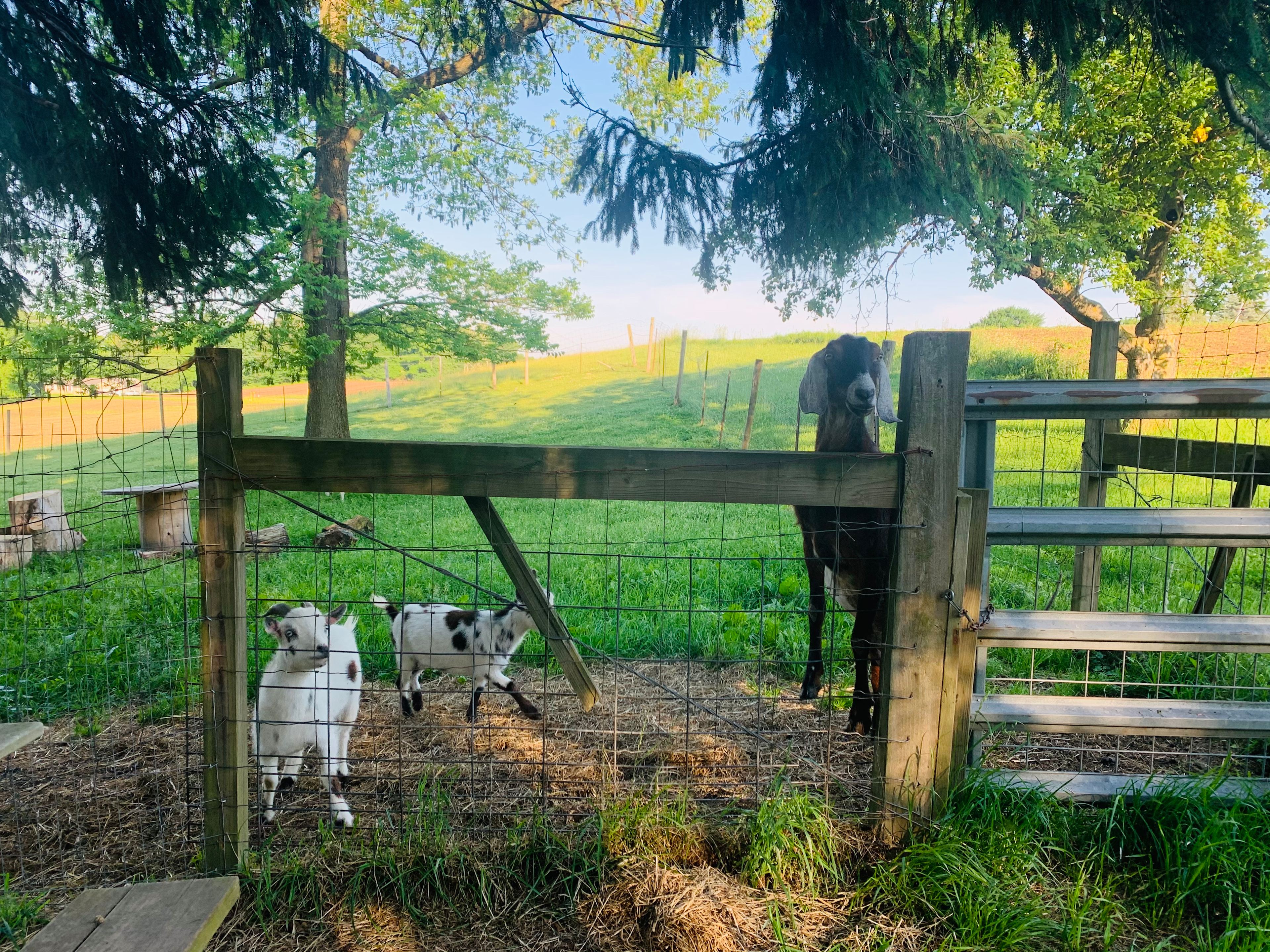 The Camp Cabin at the Hallstead