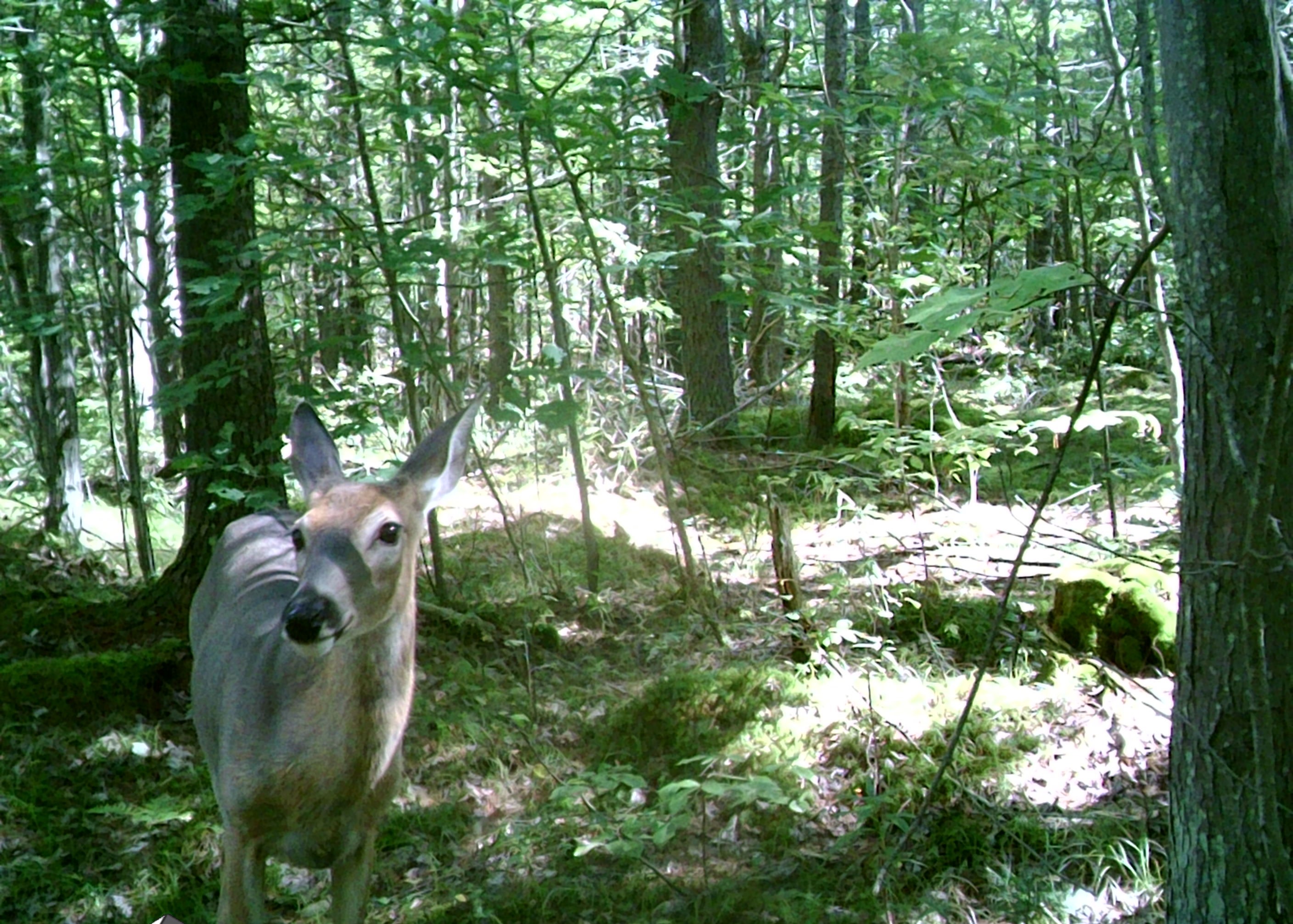 All the deep woods wildlife are here