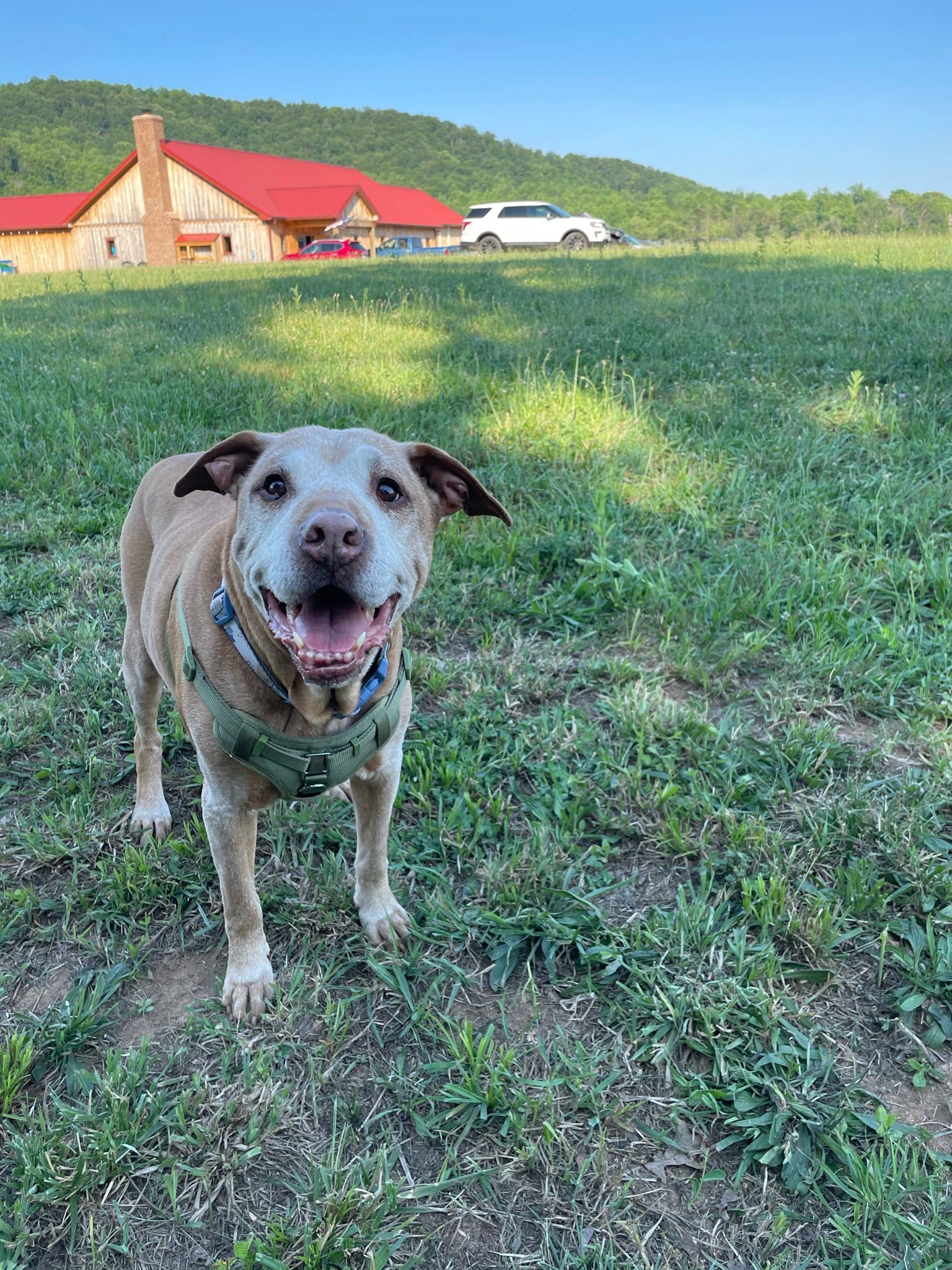 My friendly old man dog enjoying the beautiful scenery! He was so welcome around the winery