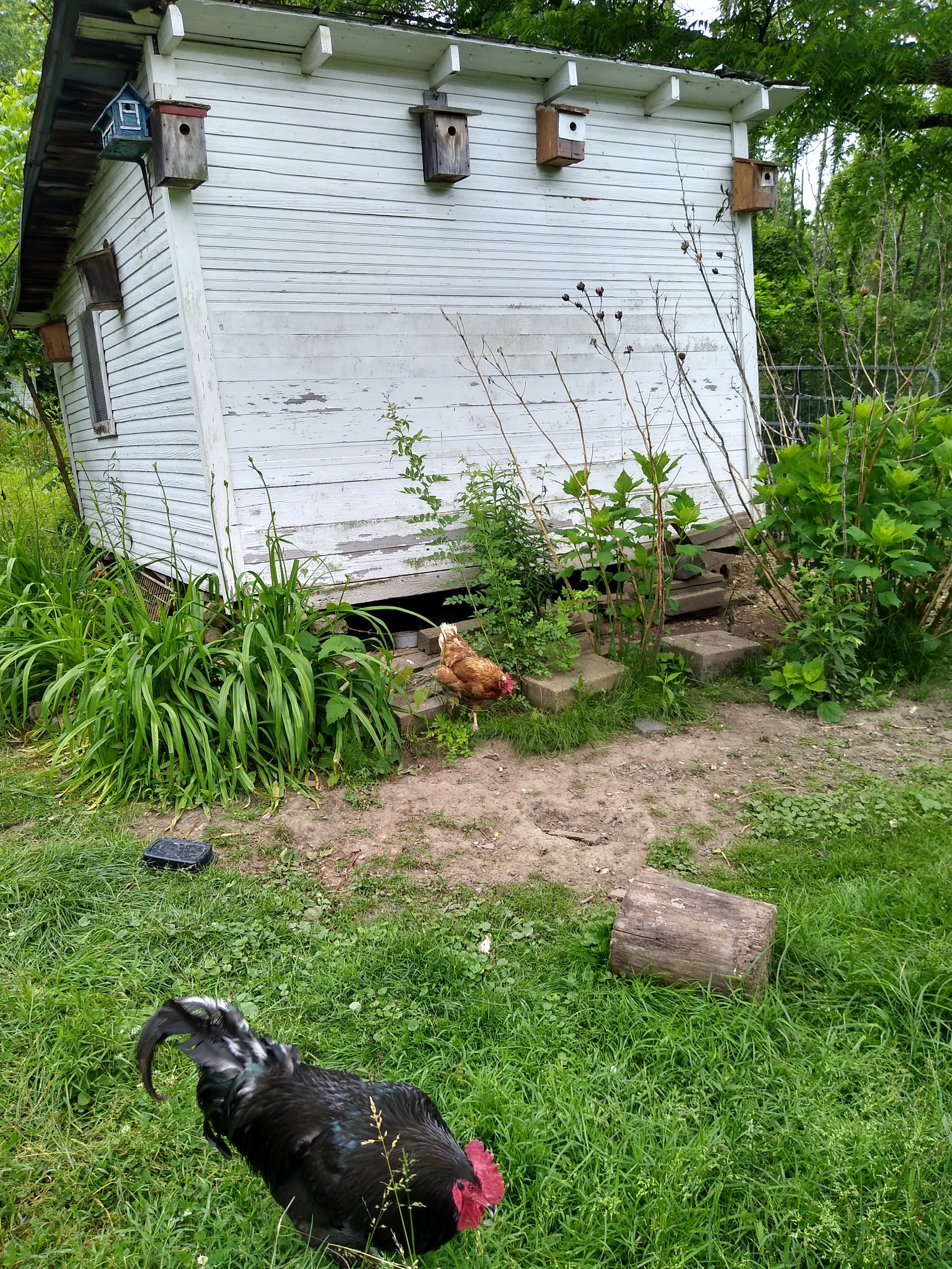 Lil' slice o paradise (Homestead).