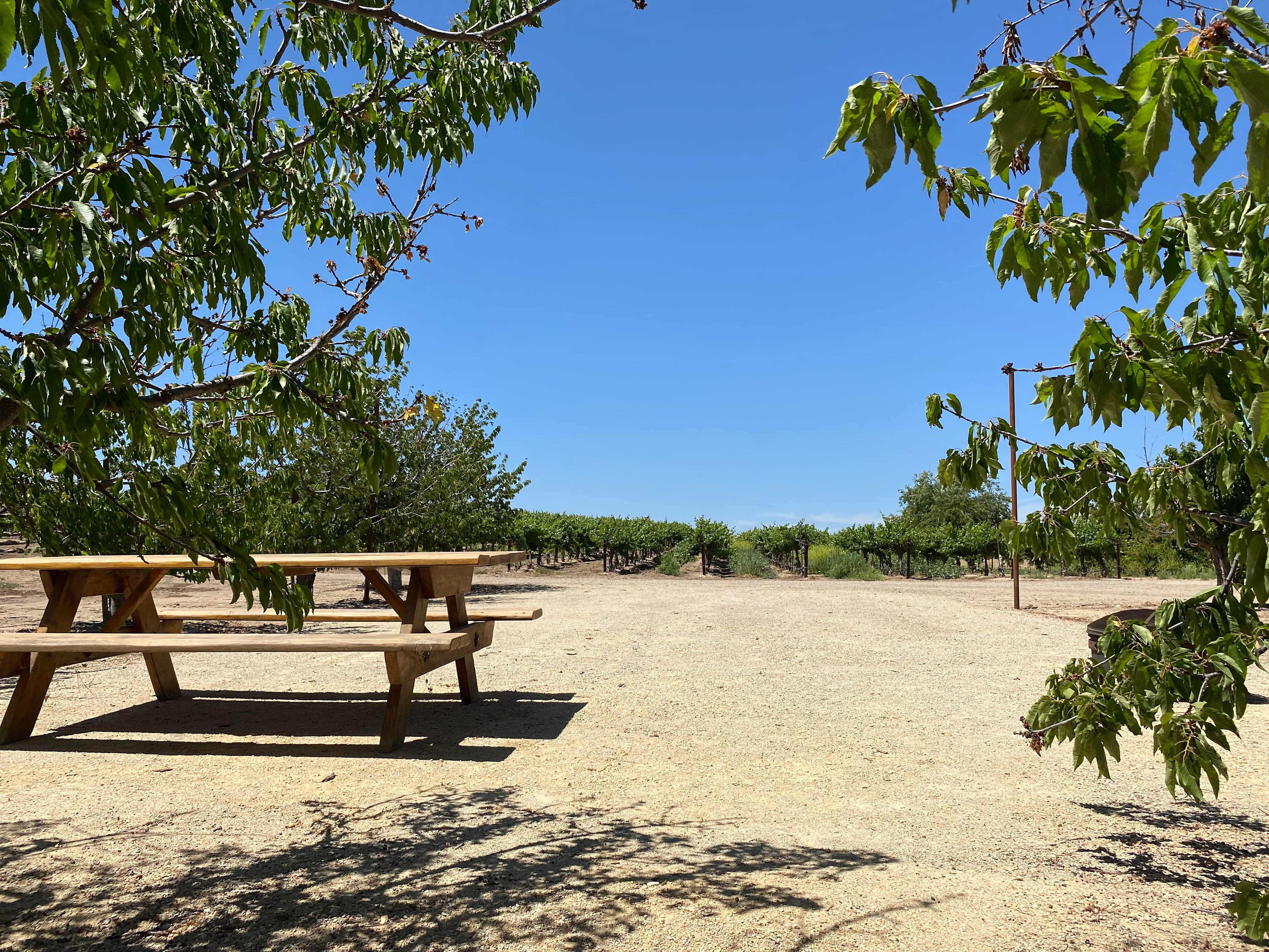 Campsite in the Vineyard