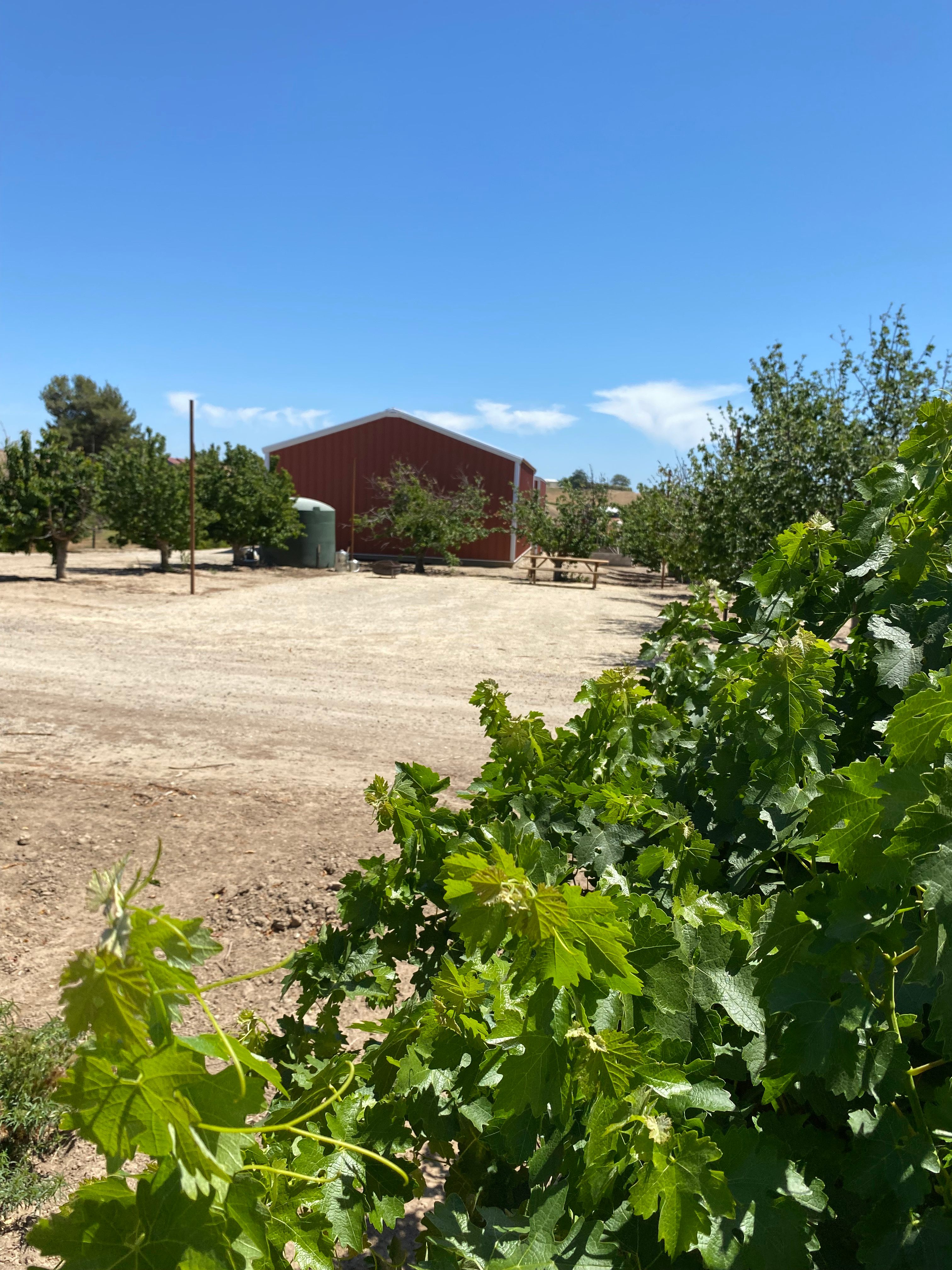 Campsite in the Vineyard