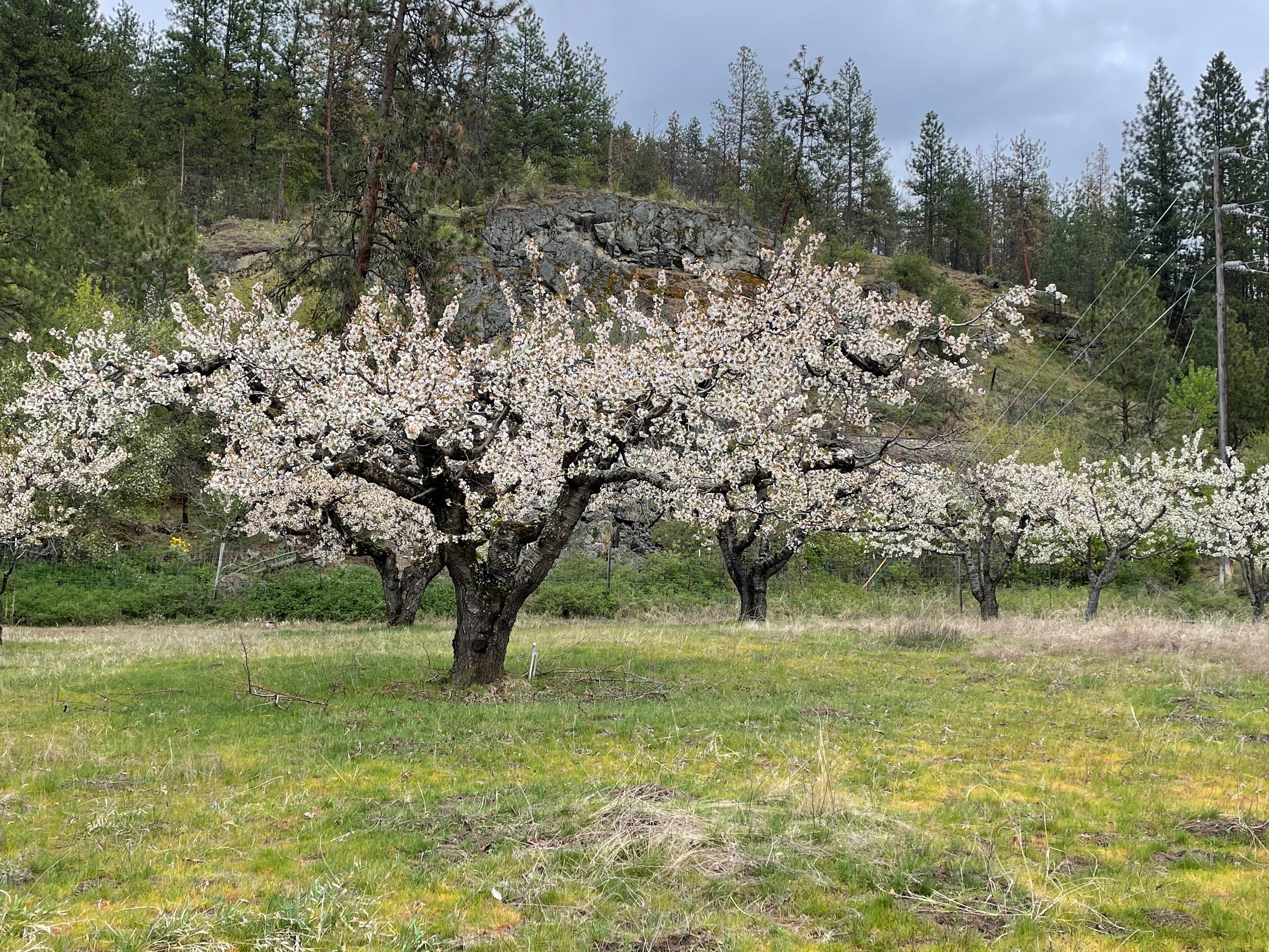 Whistling Peach