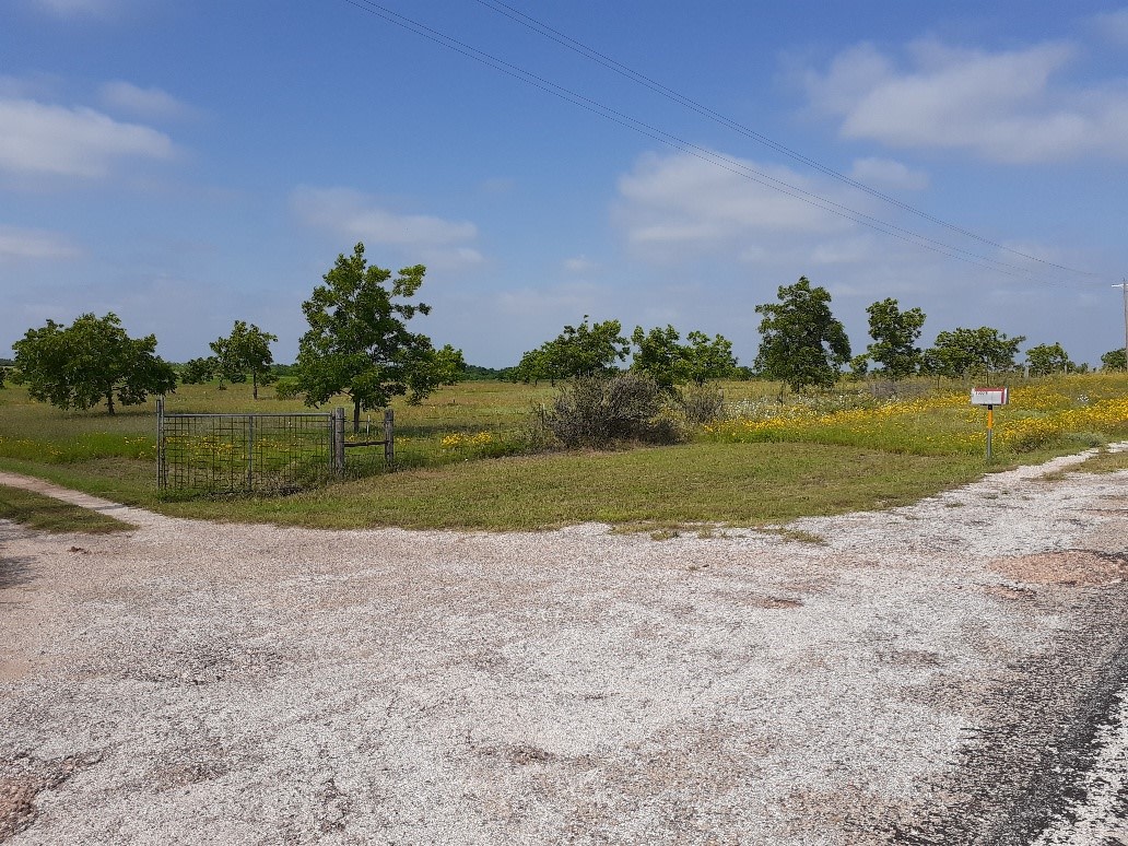 Pecan orchard