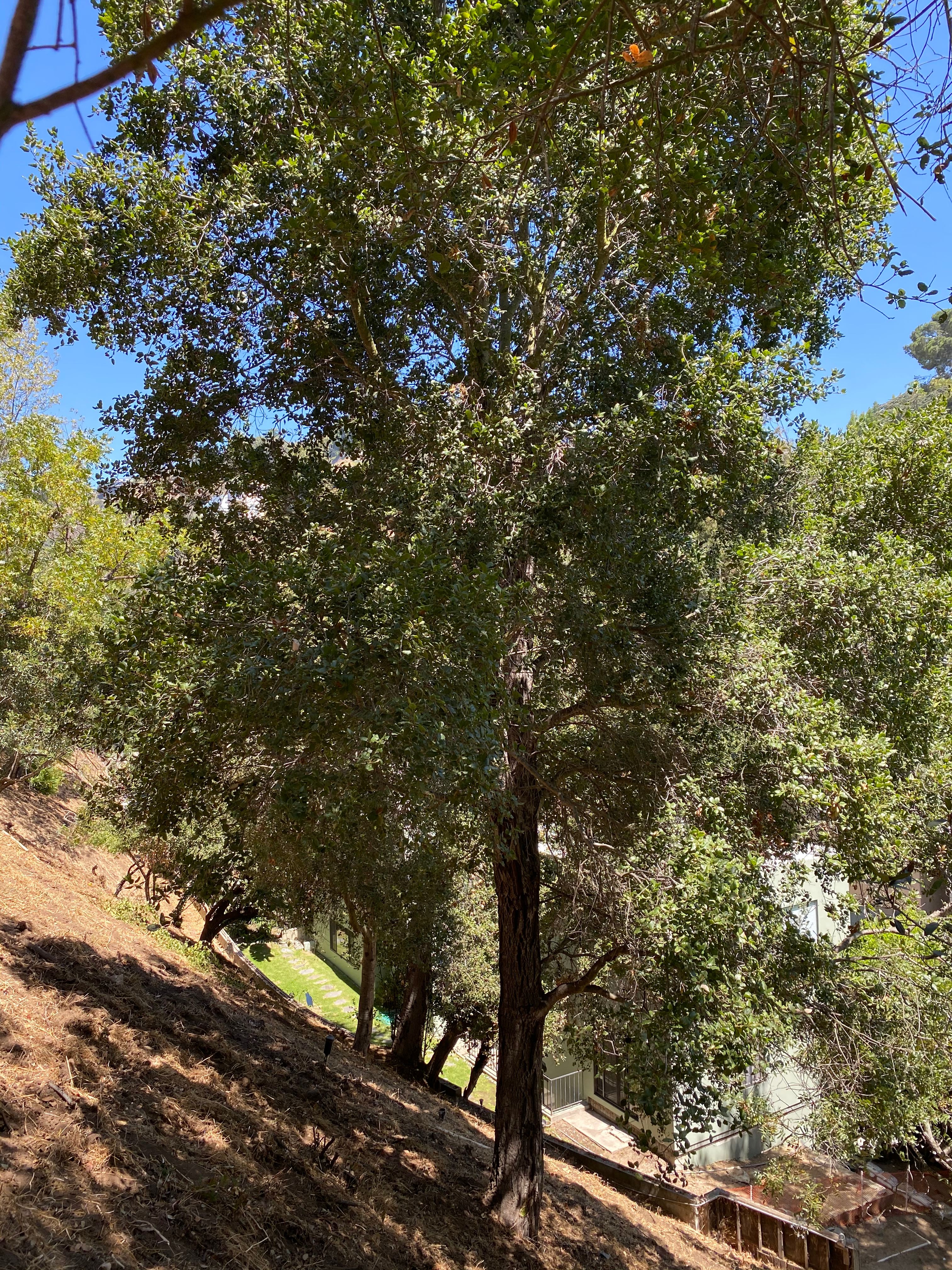 Willow Glen