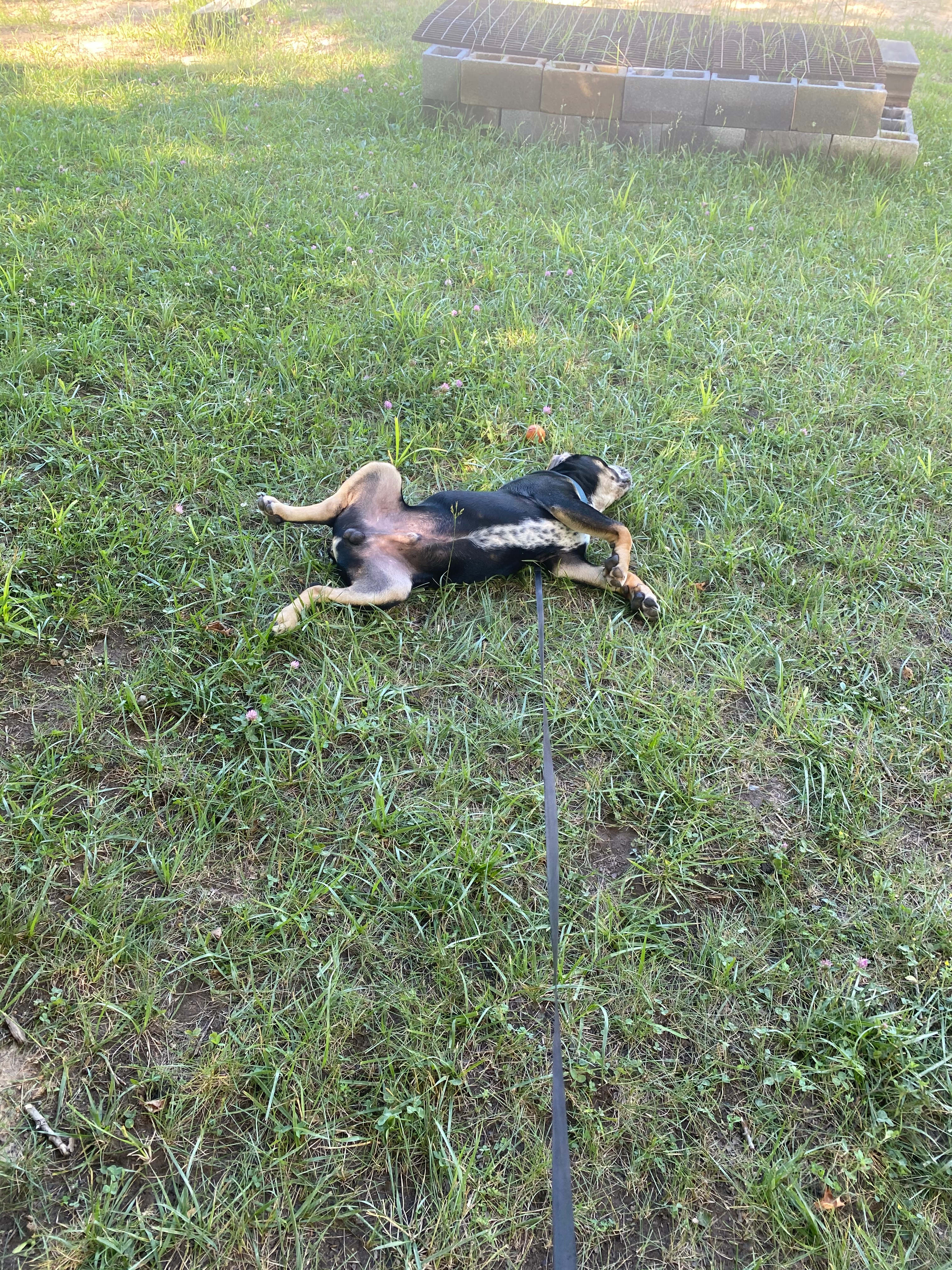 My 4 month old pup, Duke, he had a splendid time 