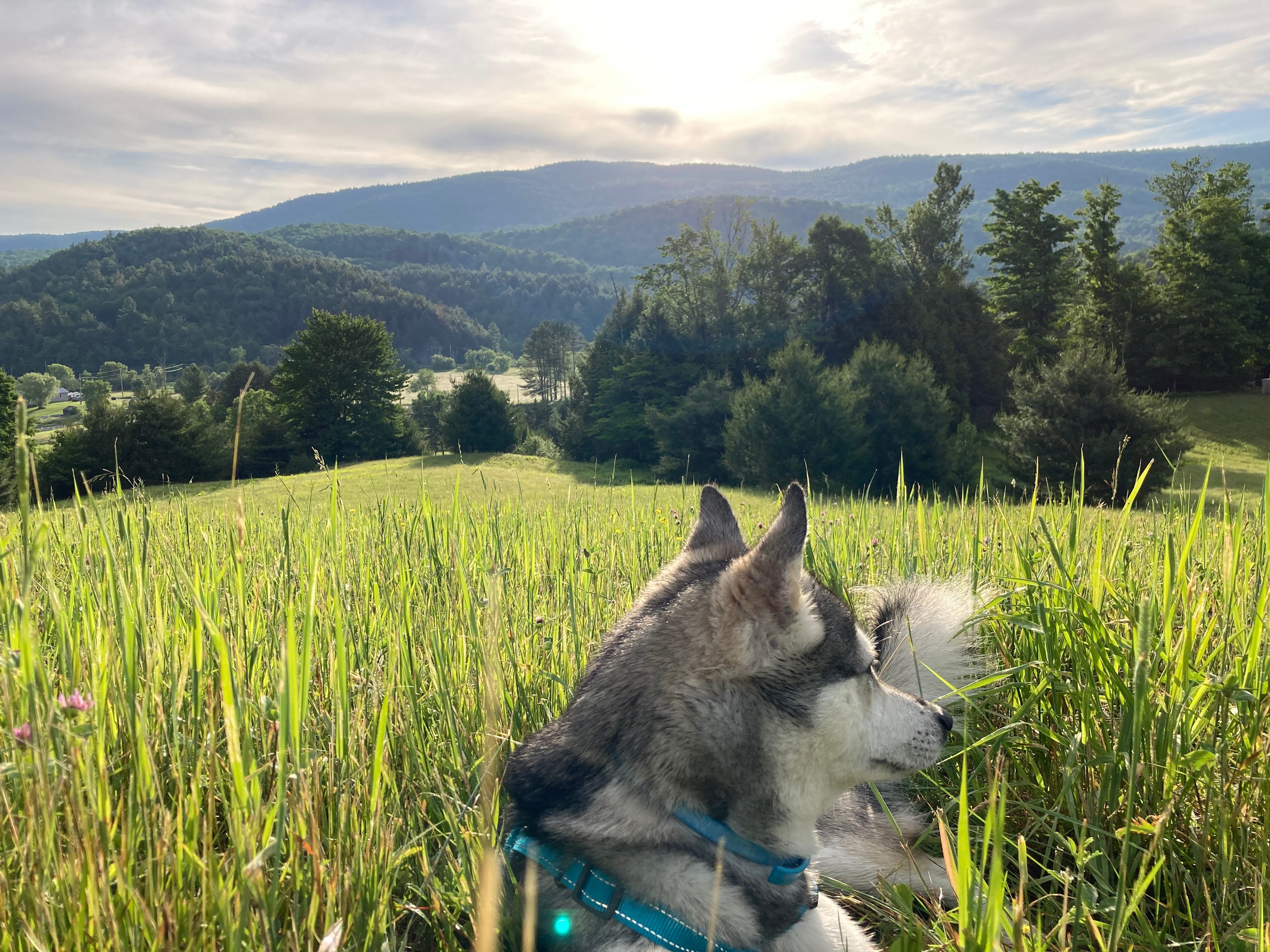 Black Creek Maple Off Grid Camp