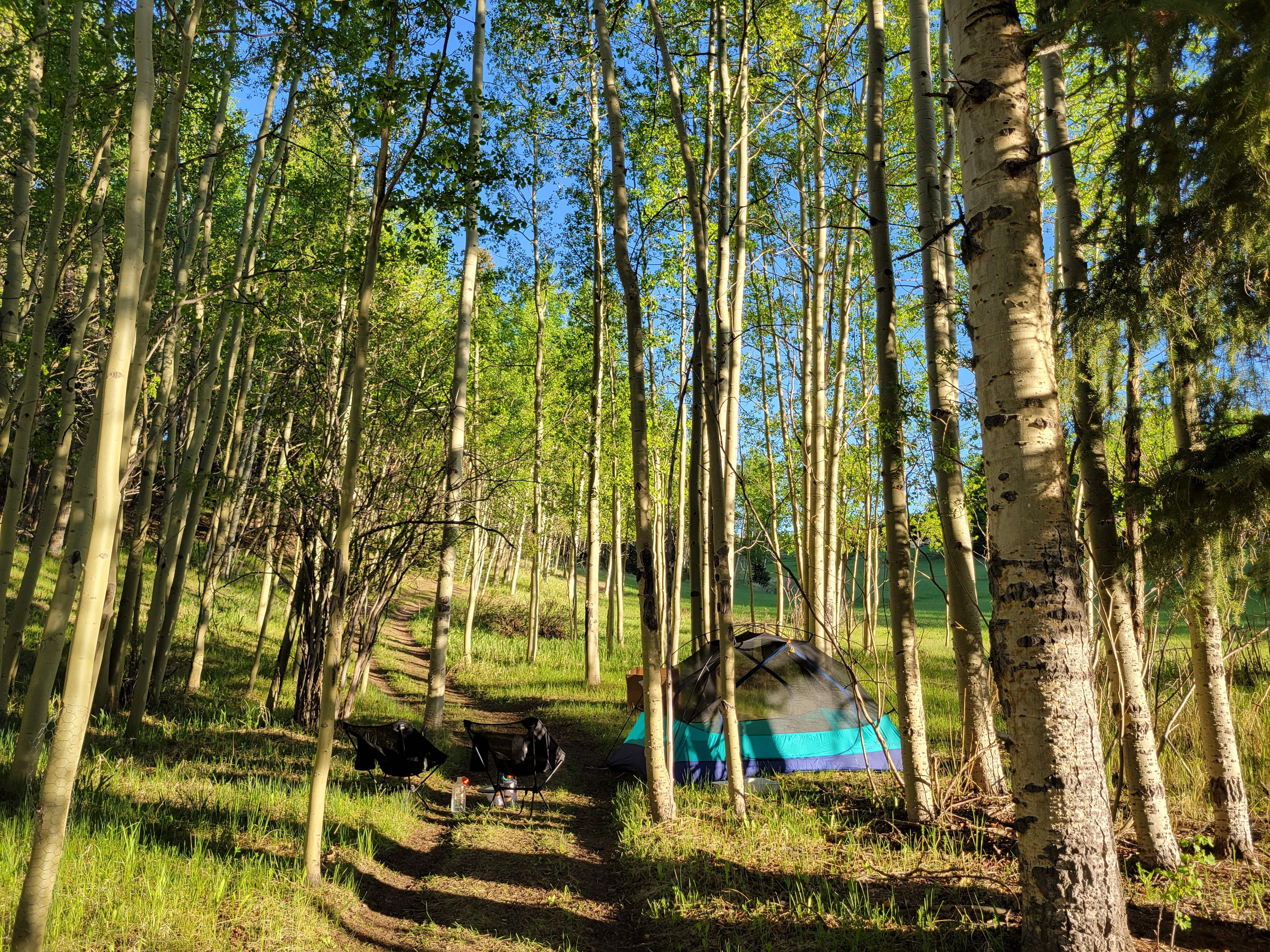 gorgeous aspen trees
