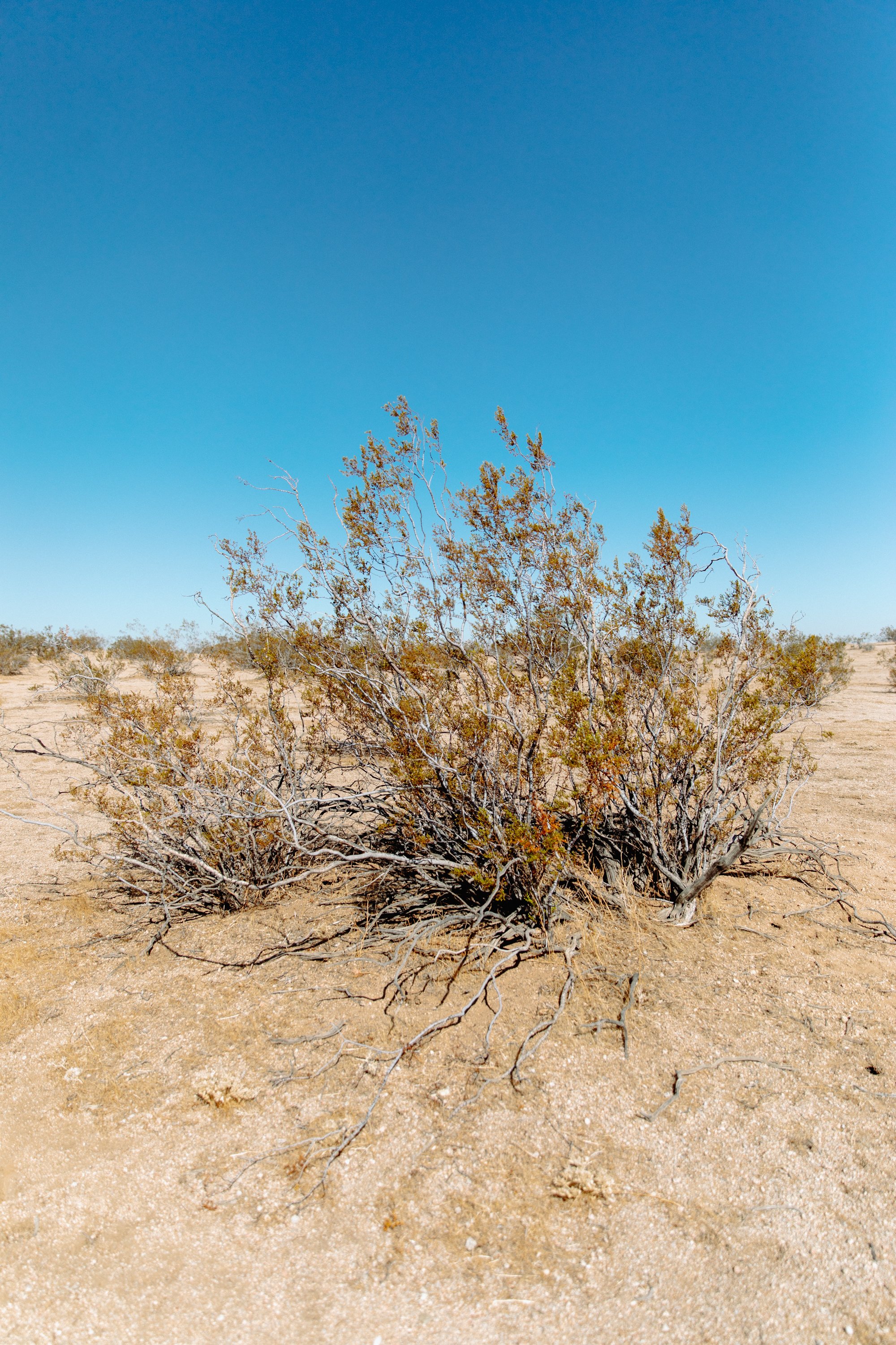 Those desert trees :)