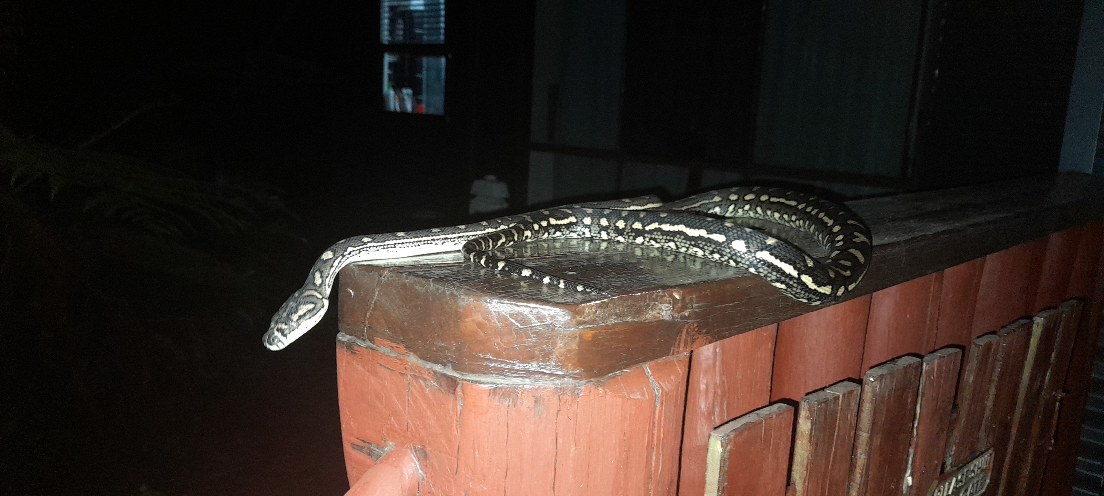 DIAMOND PYTHON, 
ONE OF THE LOCALS