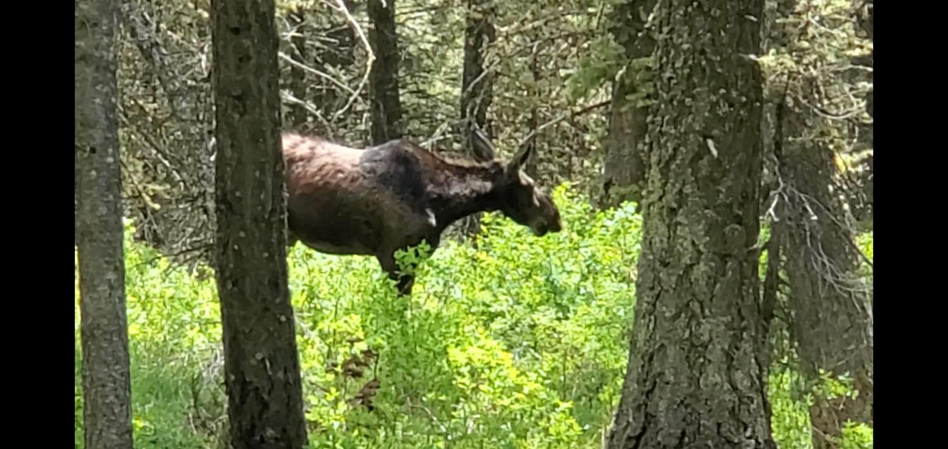 She walked by 20yrds from camp mid morning.
