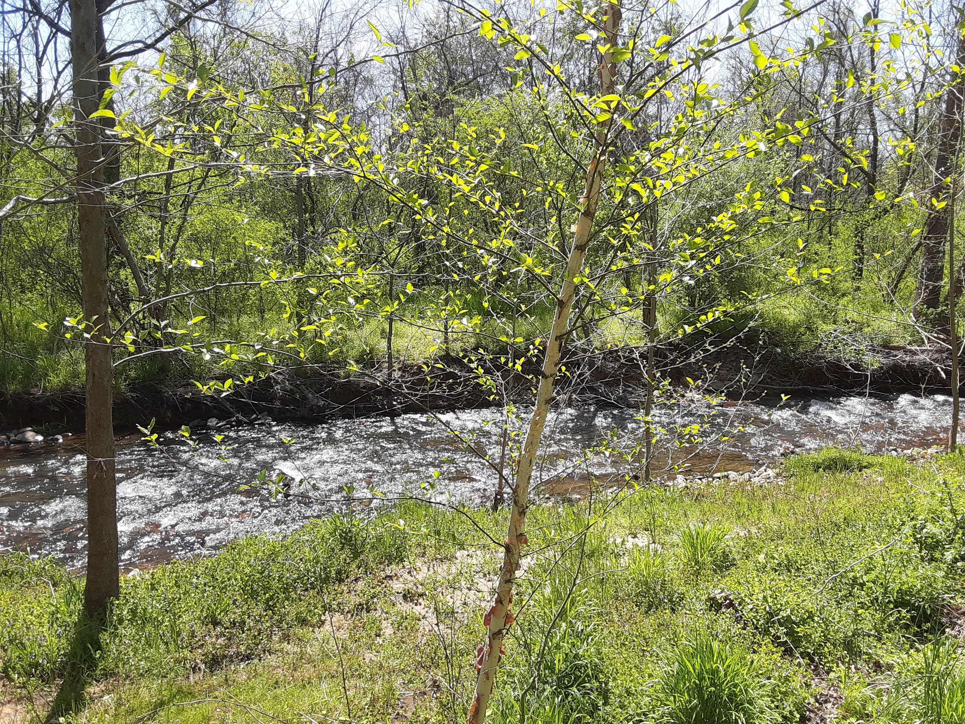 Stoney Creek Campground