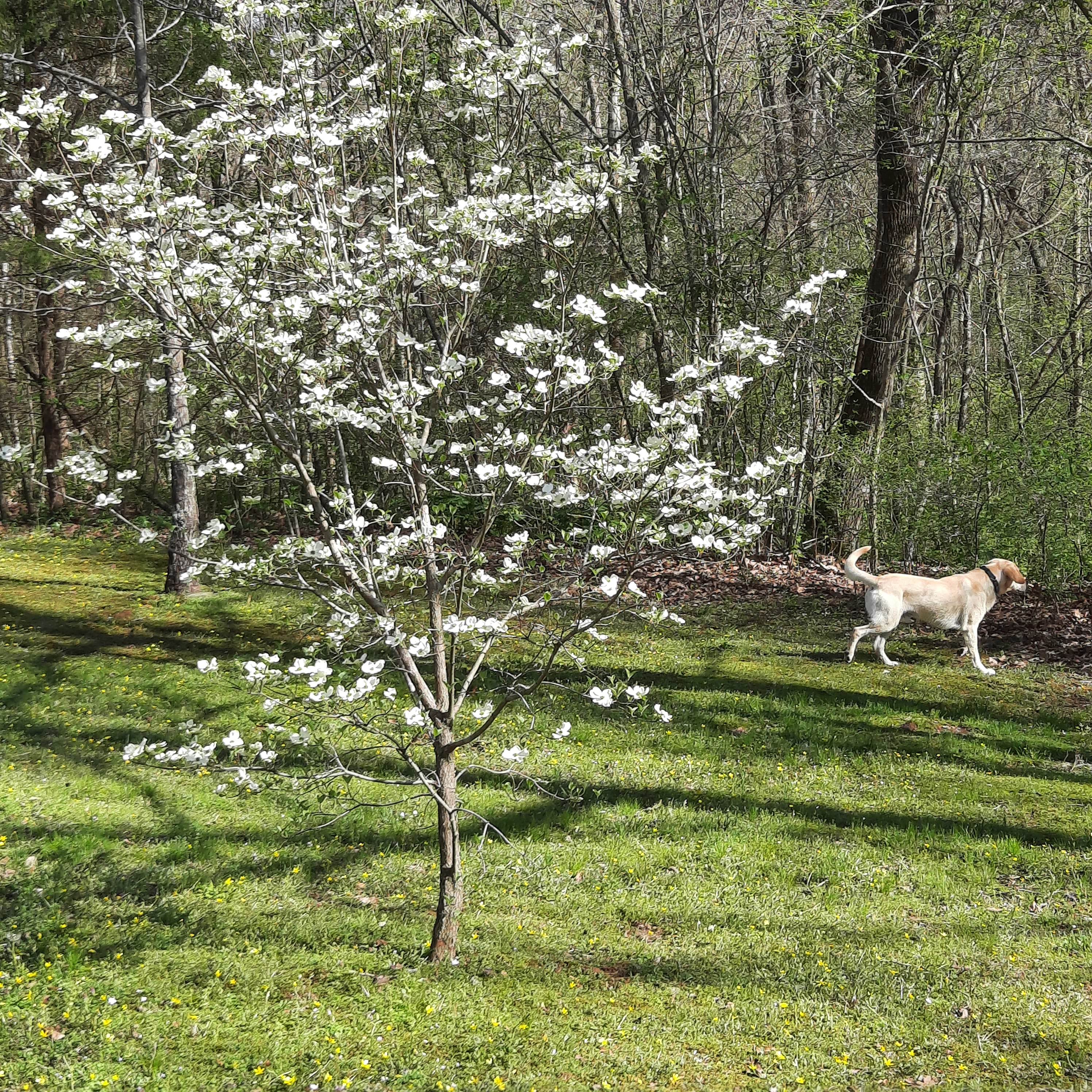 The CLM Wooded Bird Sanctuary.
