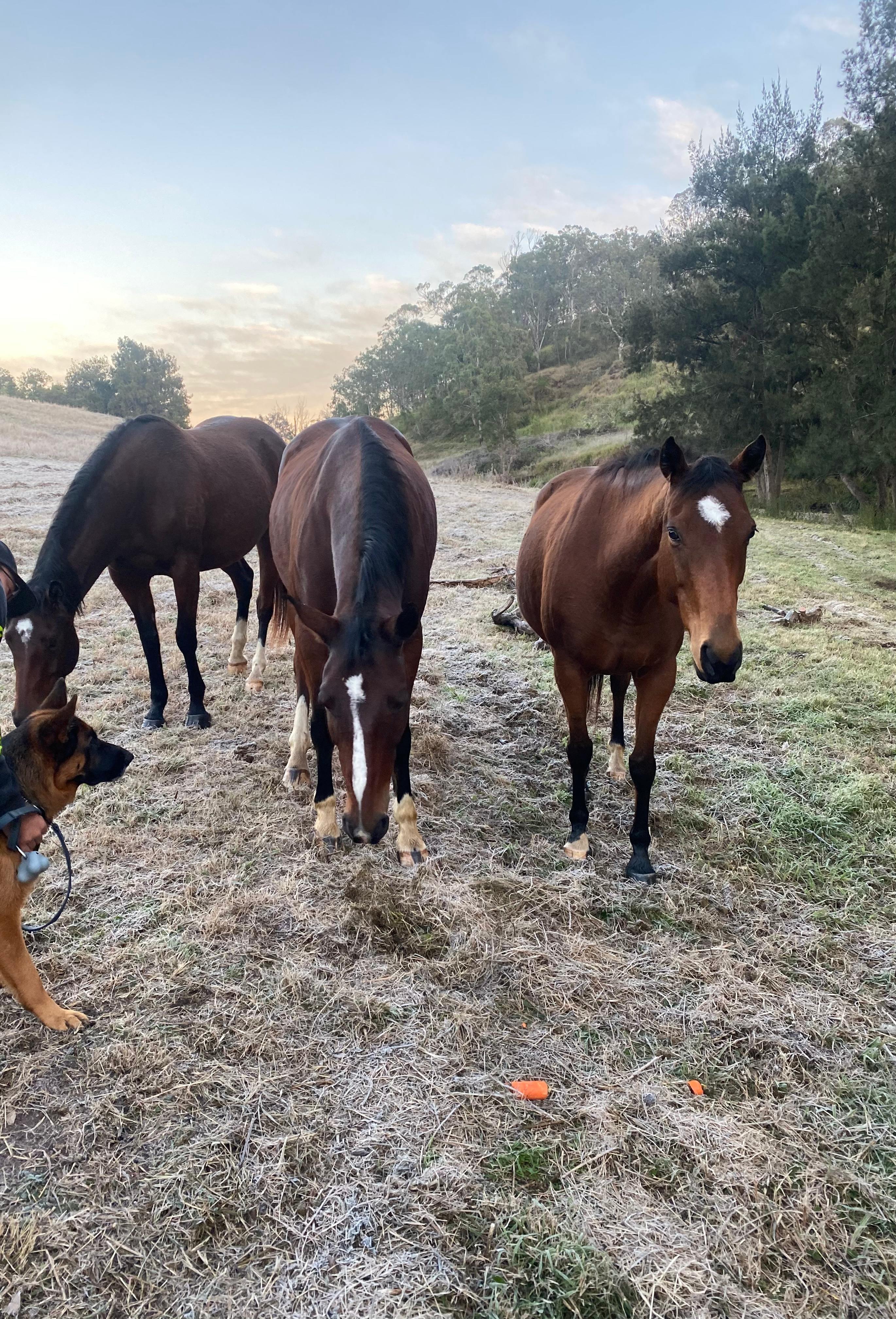 Millar Vale Creek Camping Innisfree