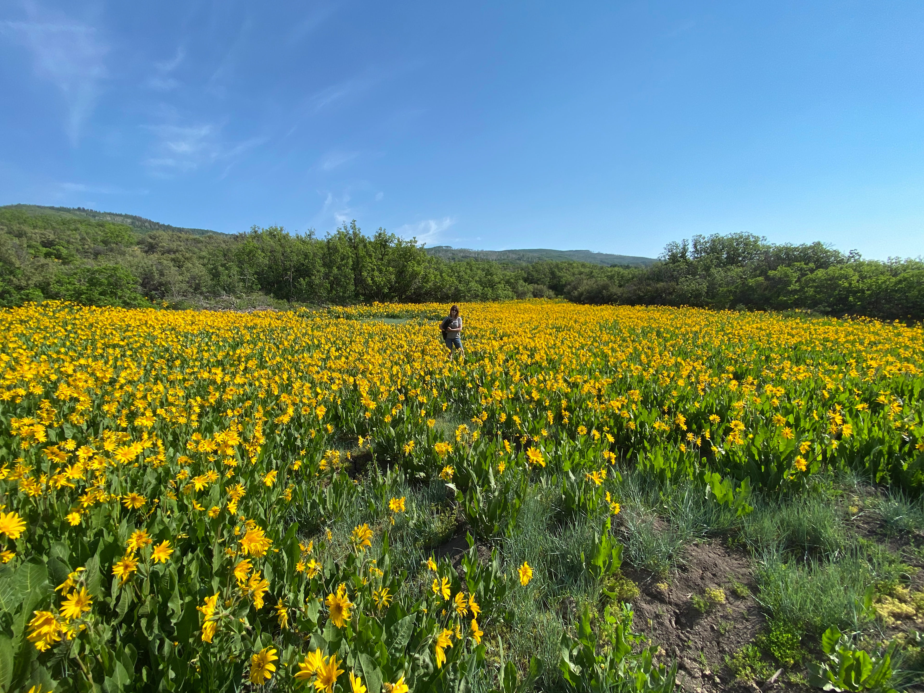 Wildflowers are showing off!