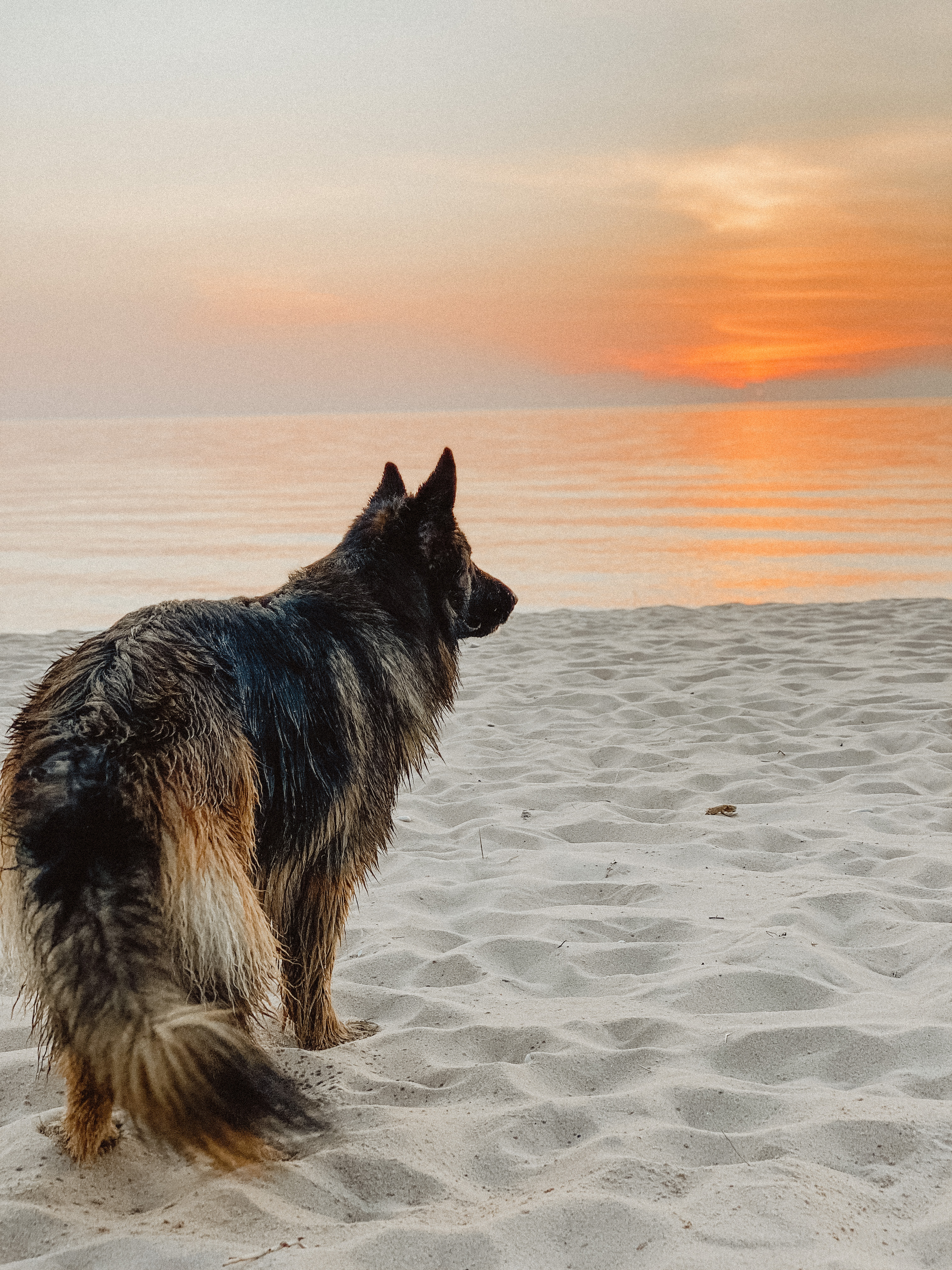 Dog friendly beach 4 min drive away
