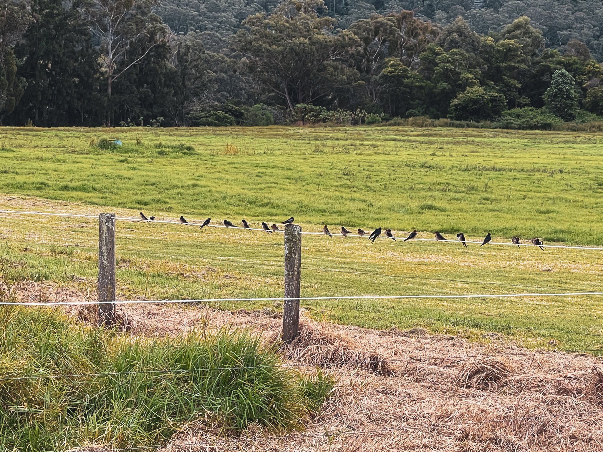 Bamarang Camp @ The Nest Cottage tt