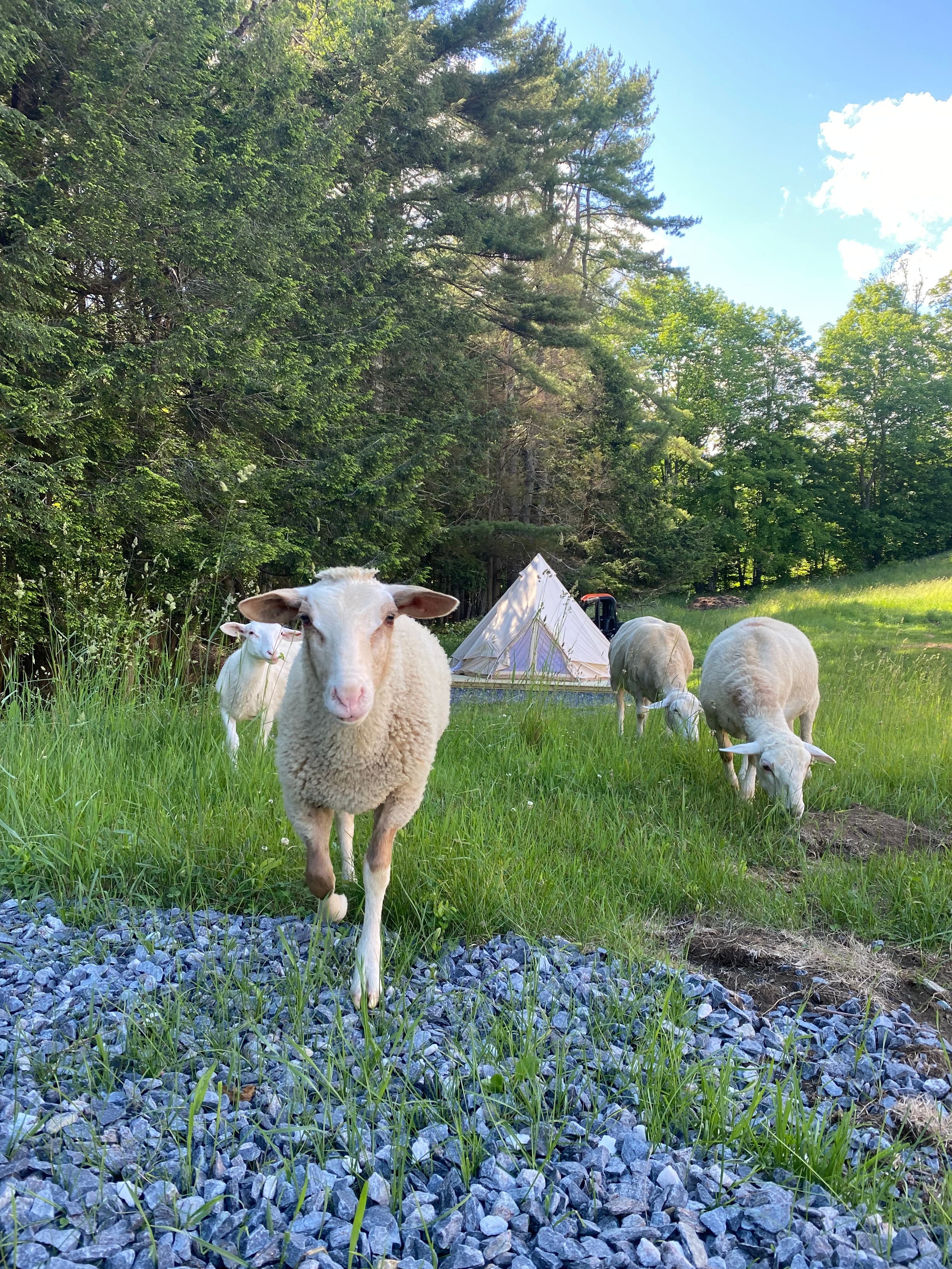 Animal Sanctuary Retreat