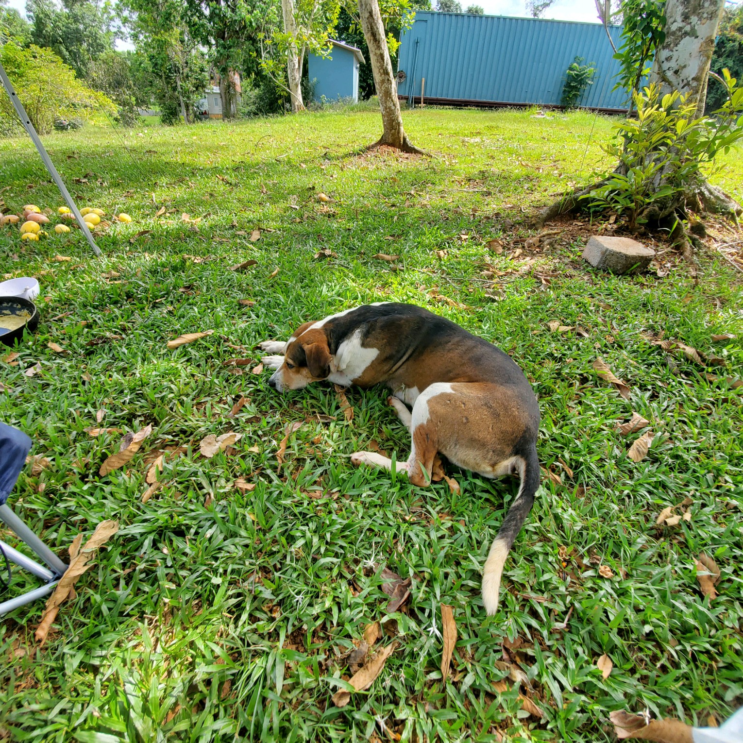 Or constant companion during our stay. Very friendly