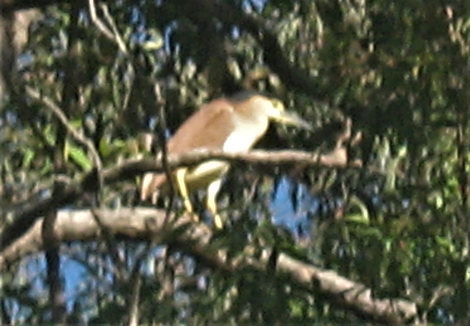 NANKEEN NIGHT HERRON