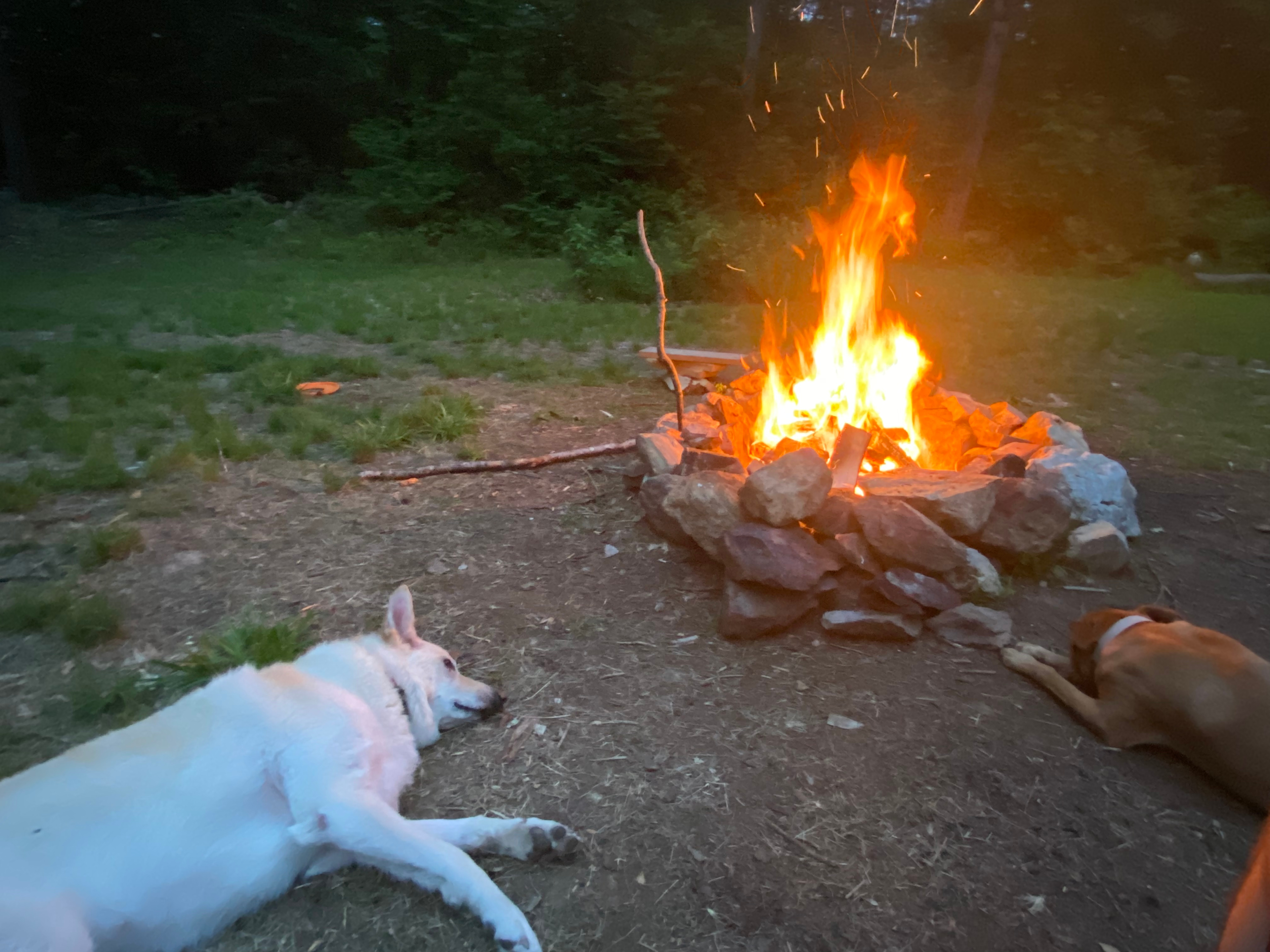 Pooped after their long day of hiking 