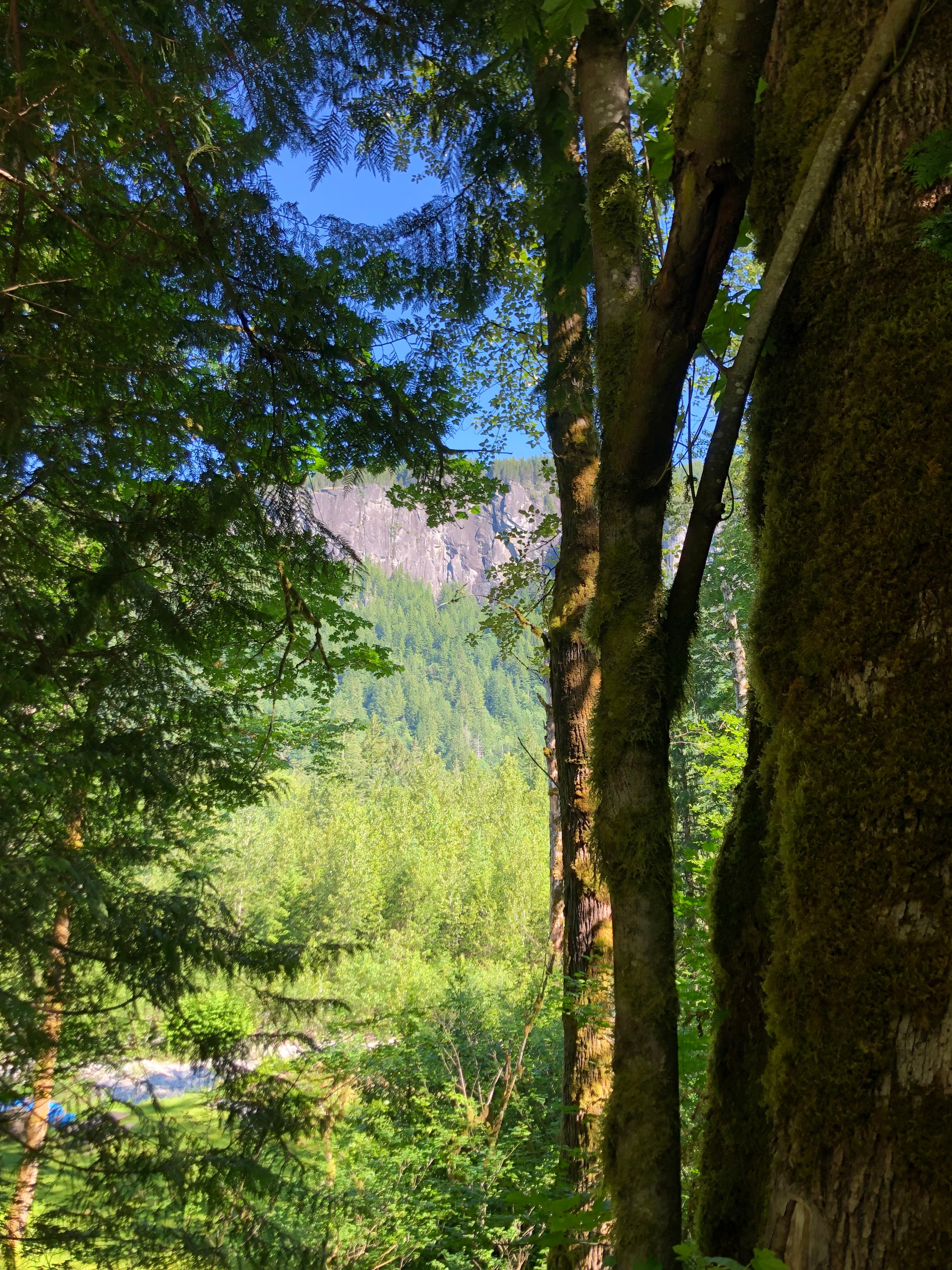 Riverfront Forest