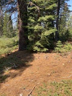 Campsite 1 
A second tent can go here