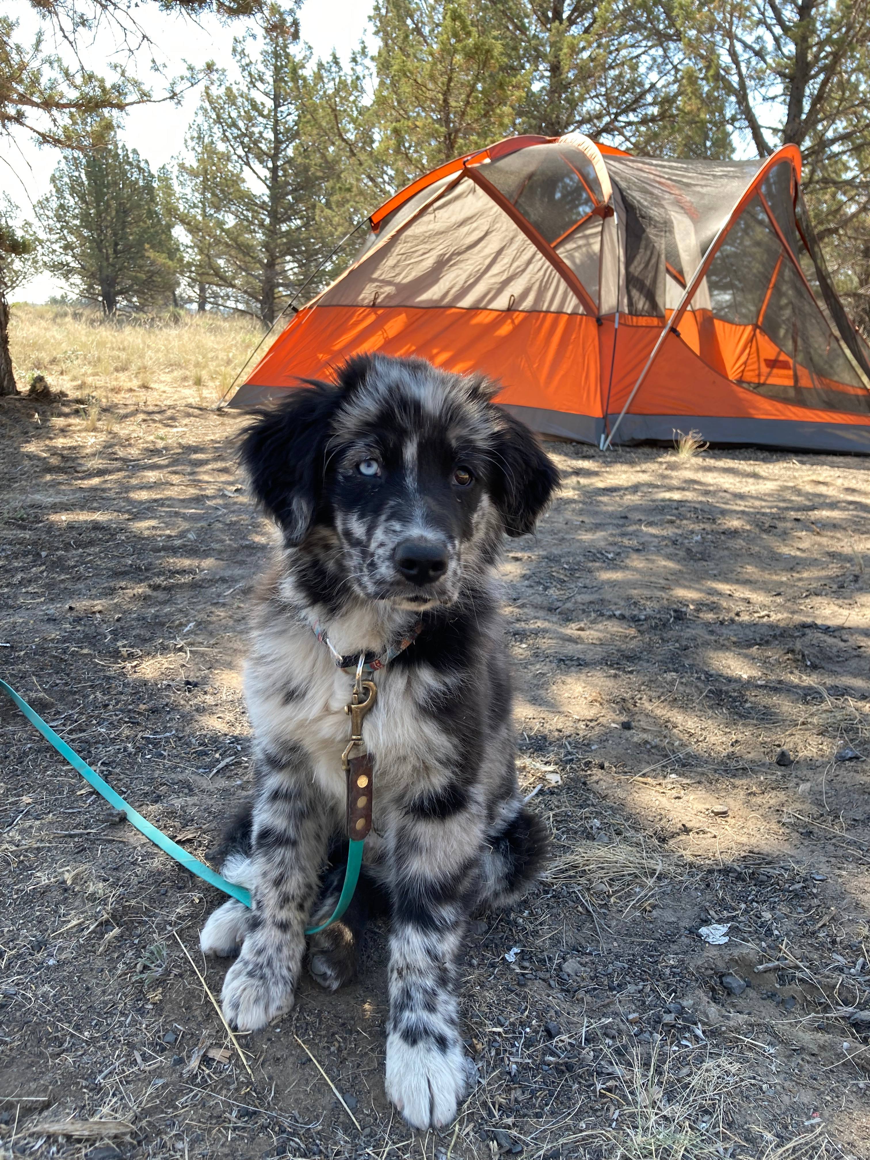 Camping under the Stars