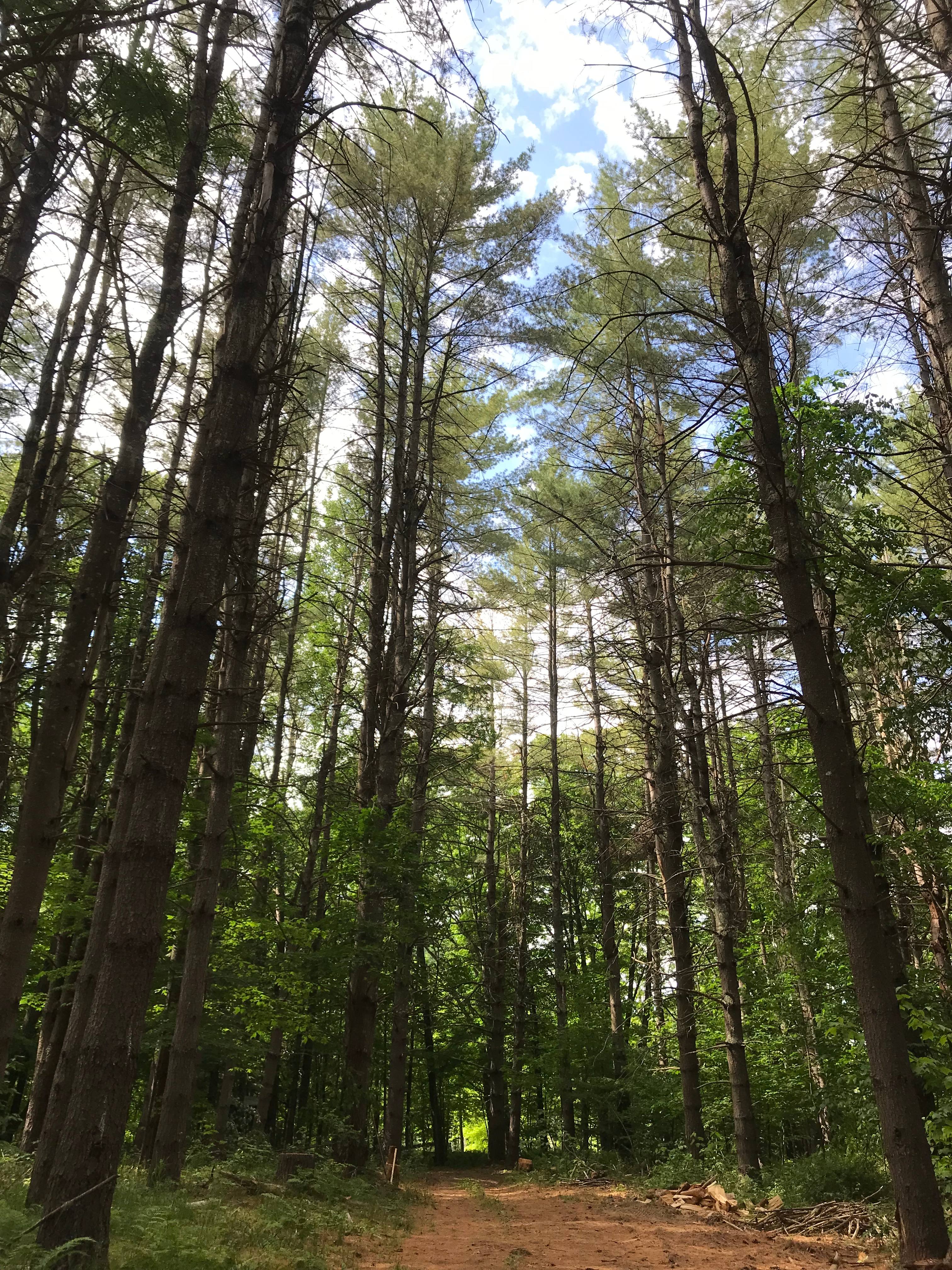 The trees are amazing! 
