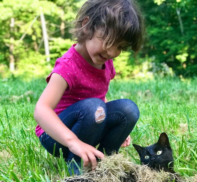 Lovable resident cat