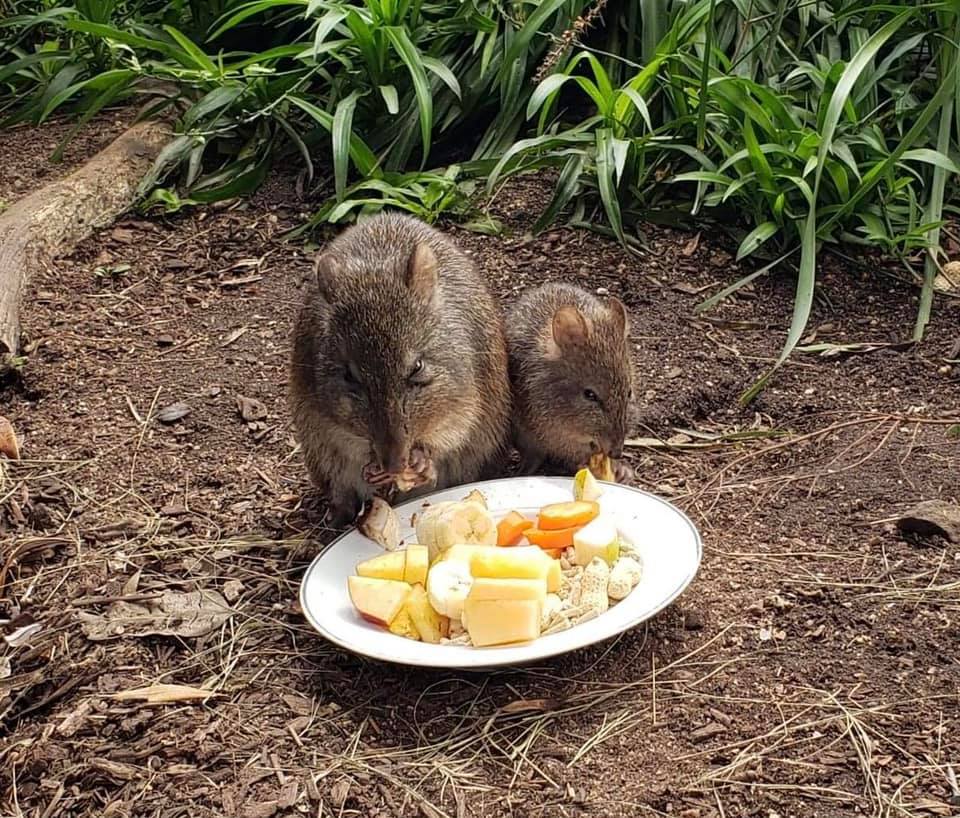Potoroo Palace