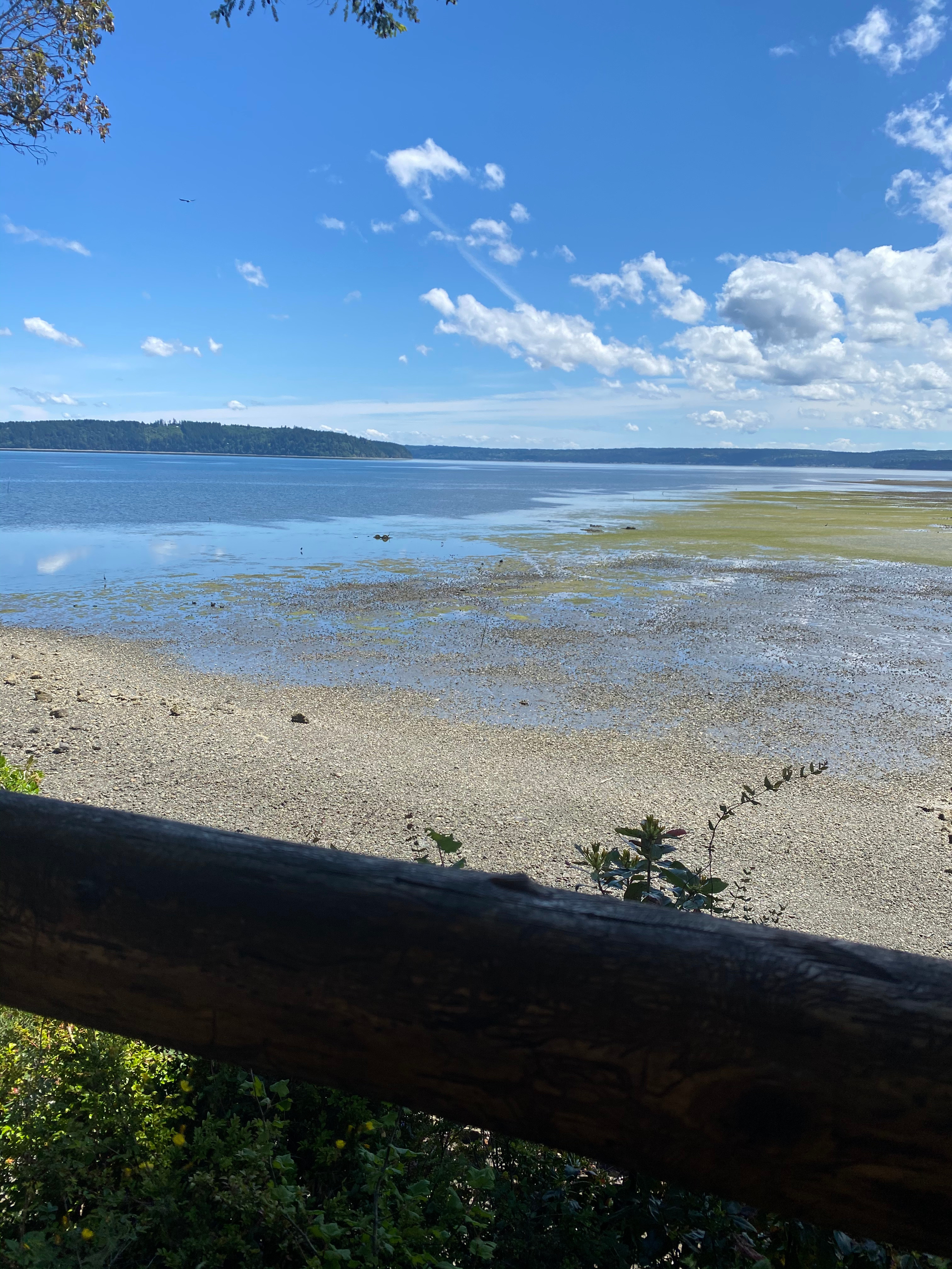 Beach at low tide- shellfish galore 