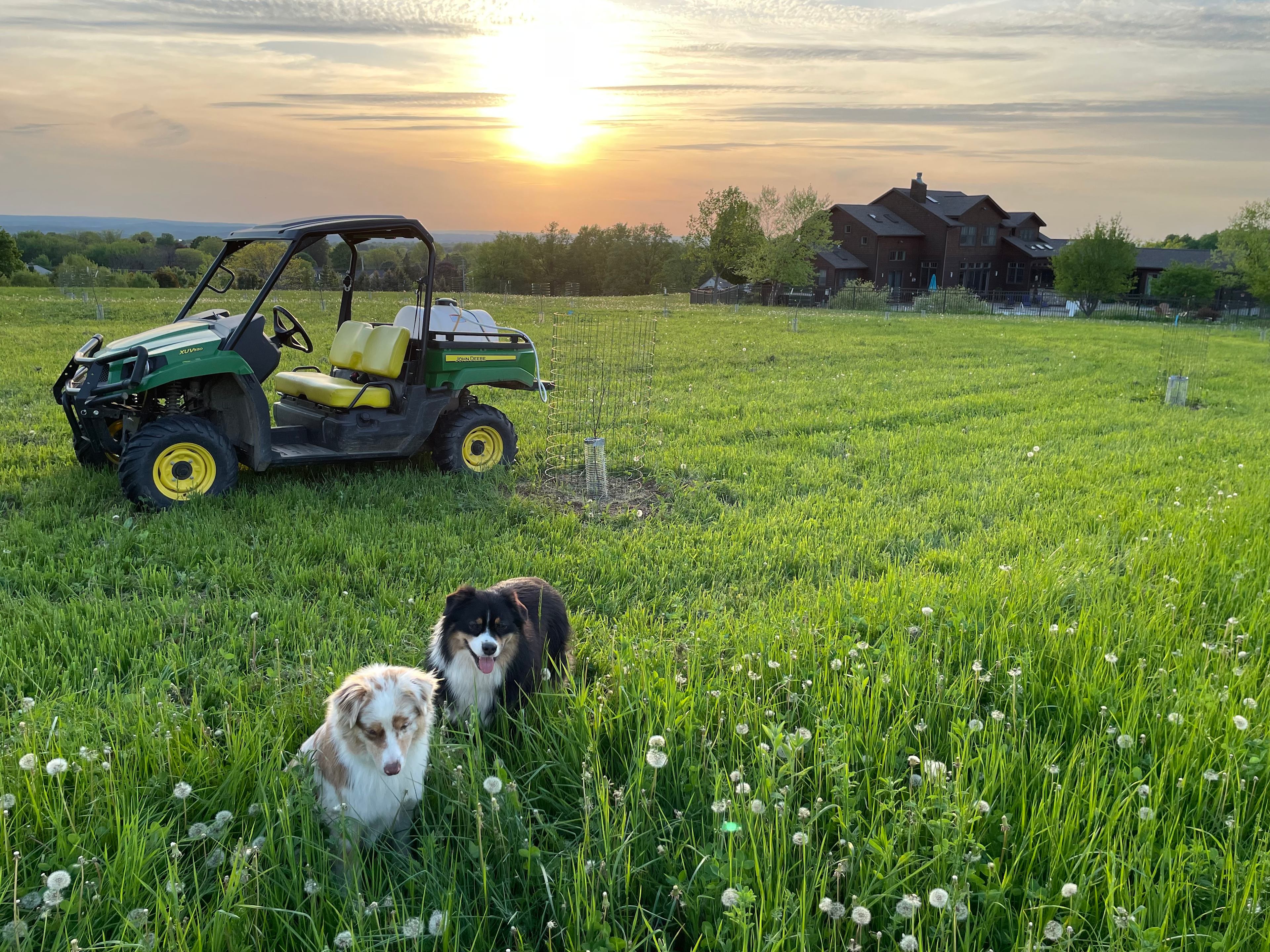 The fields stretch for miles- and favorite romping grounds for the Aussies