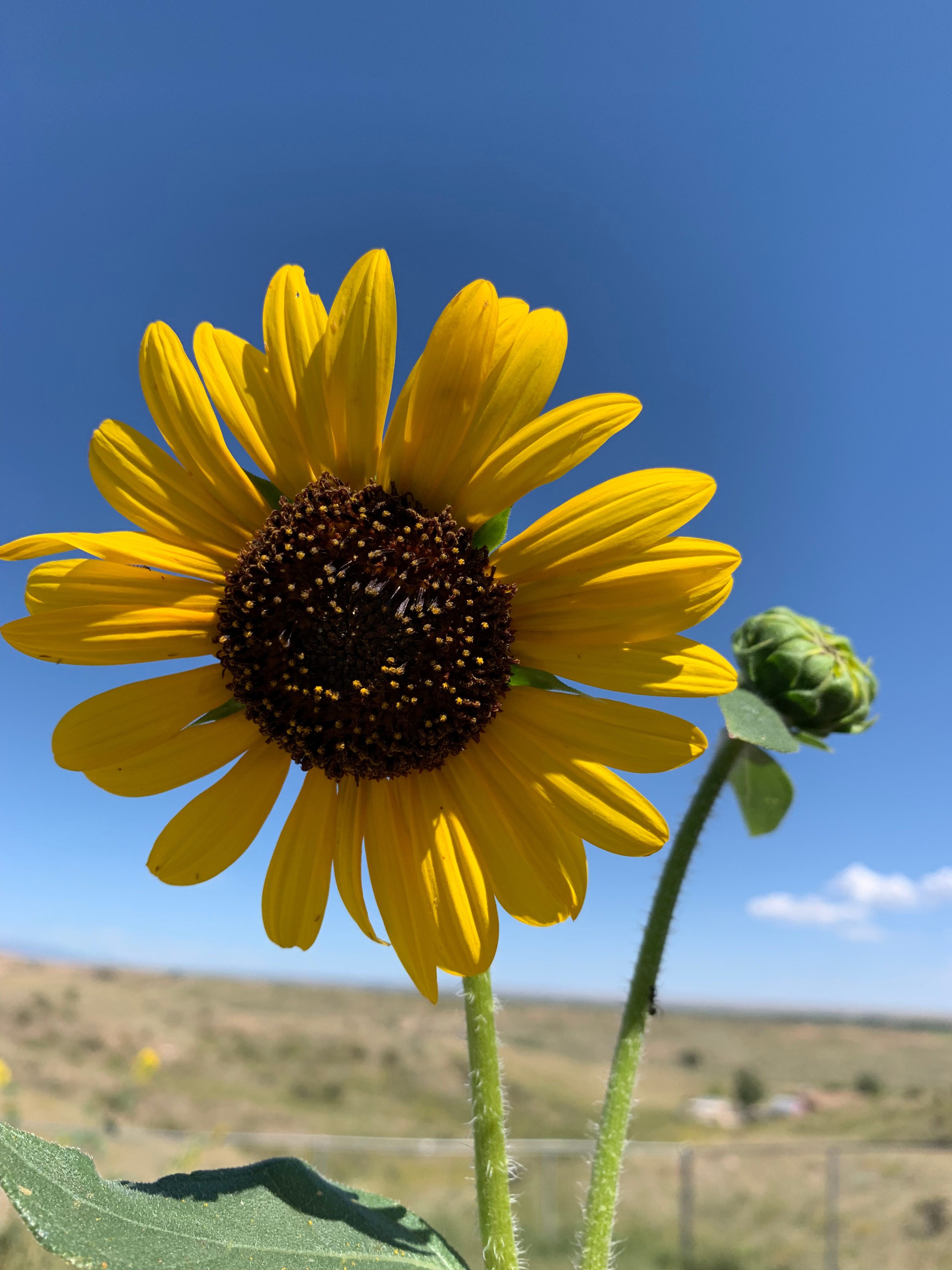 Desert with views of Pikes Peak