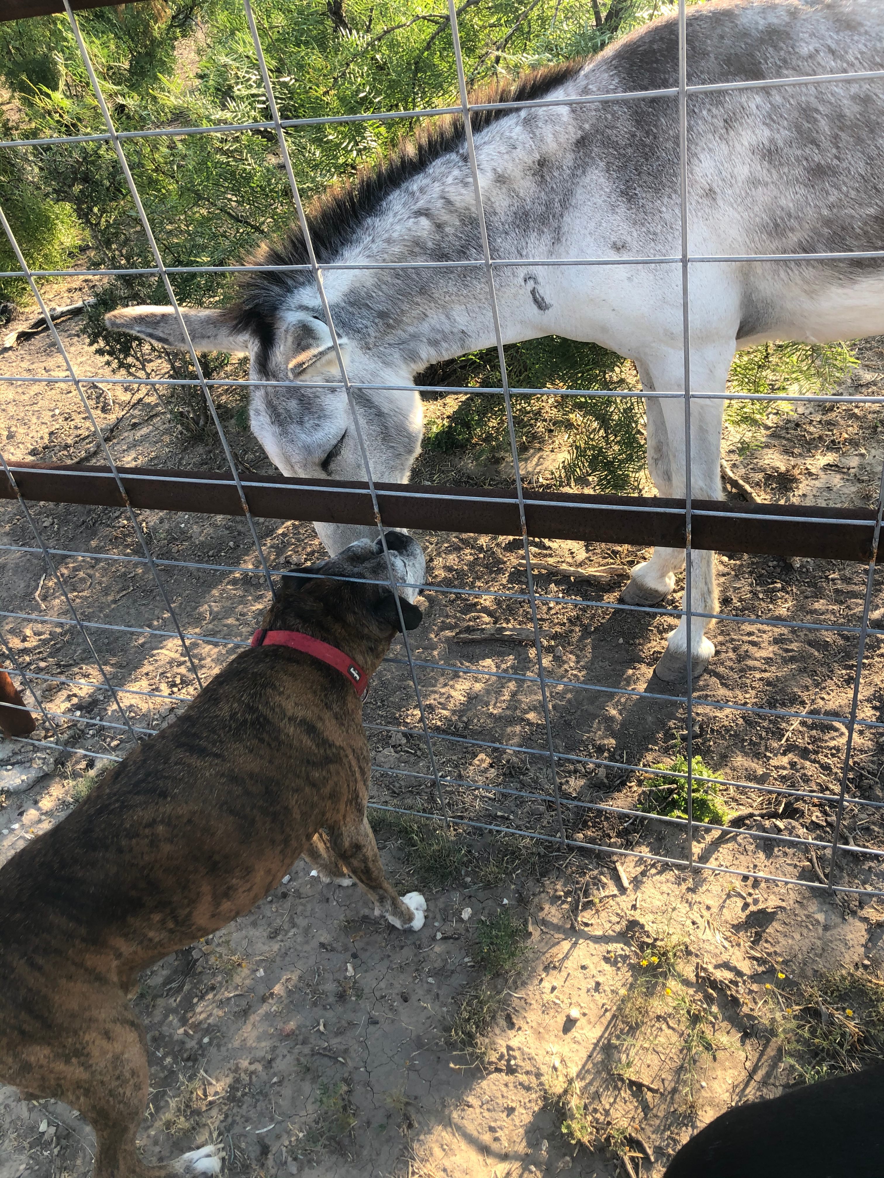 Rustic camp on the Mexican border