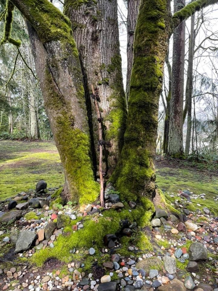Wildfern Grove