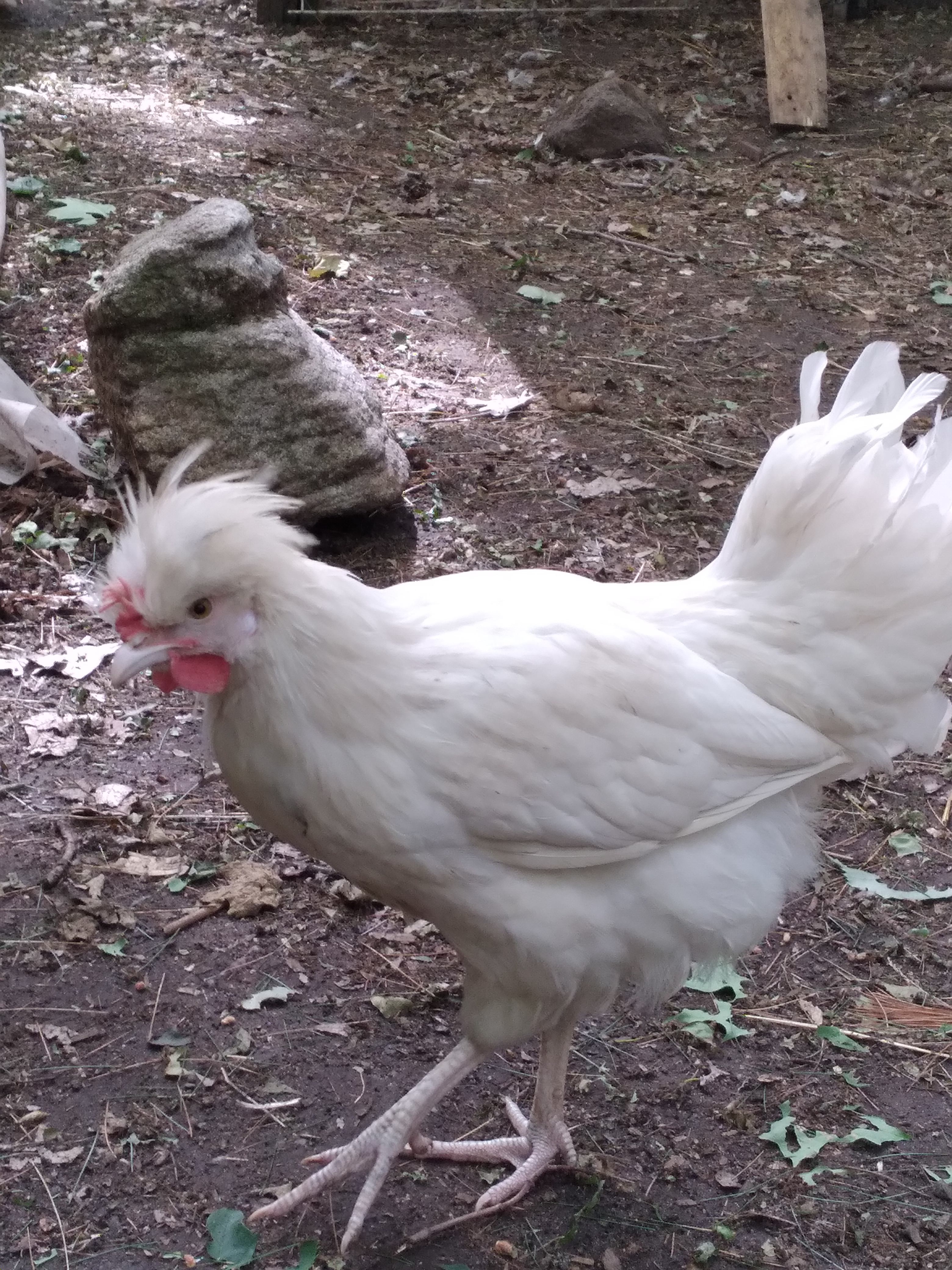 Lots of chickens means that we have LOTS of FRESH eggs to enjoy for breakfast.