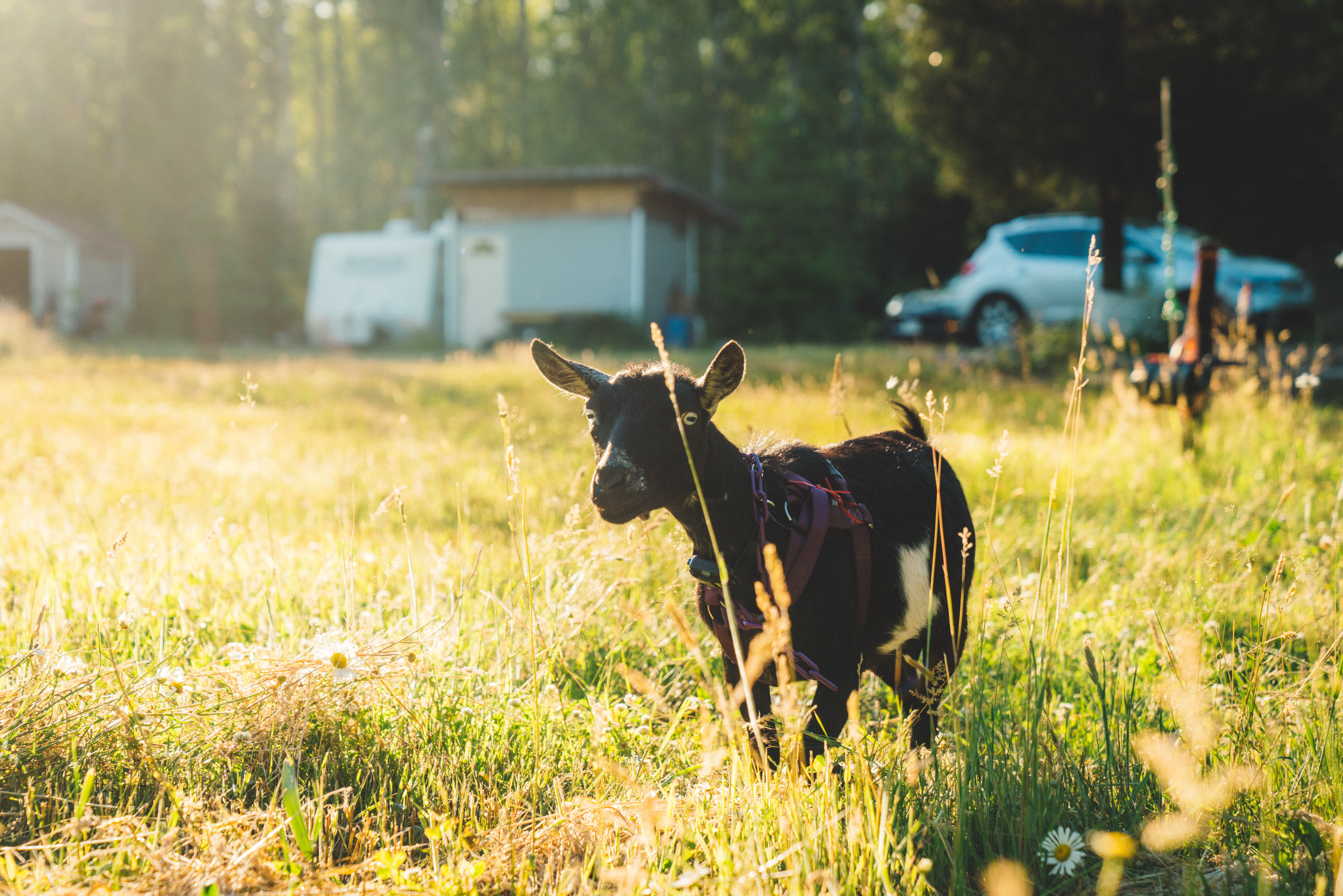 The mother goat, coming to say hello.