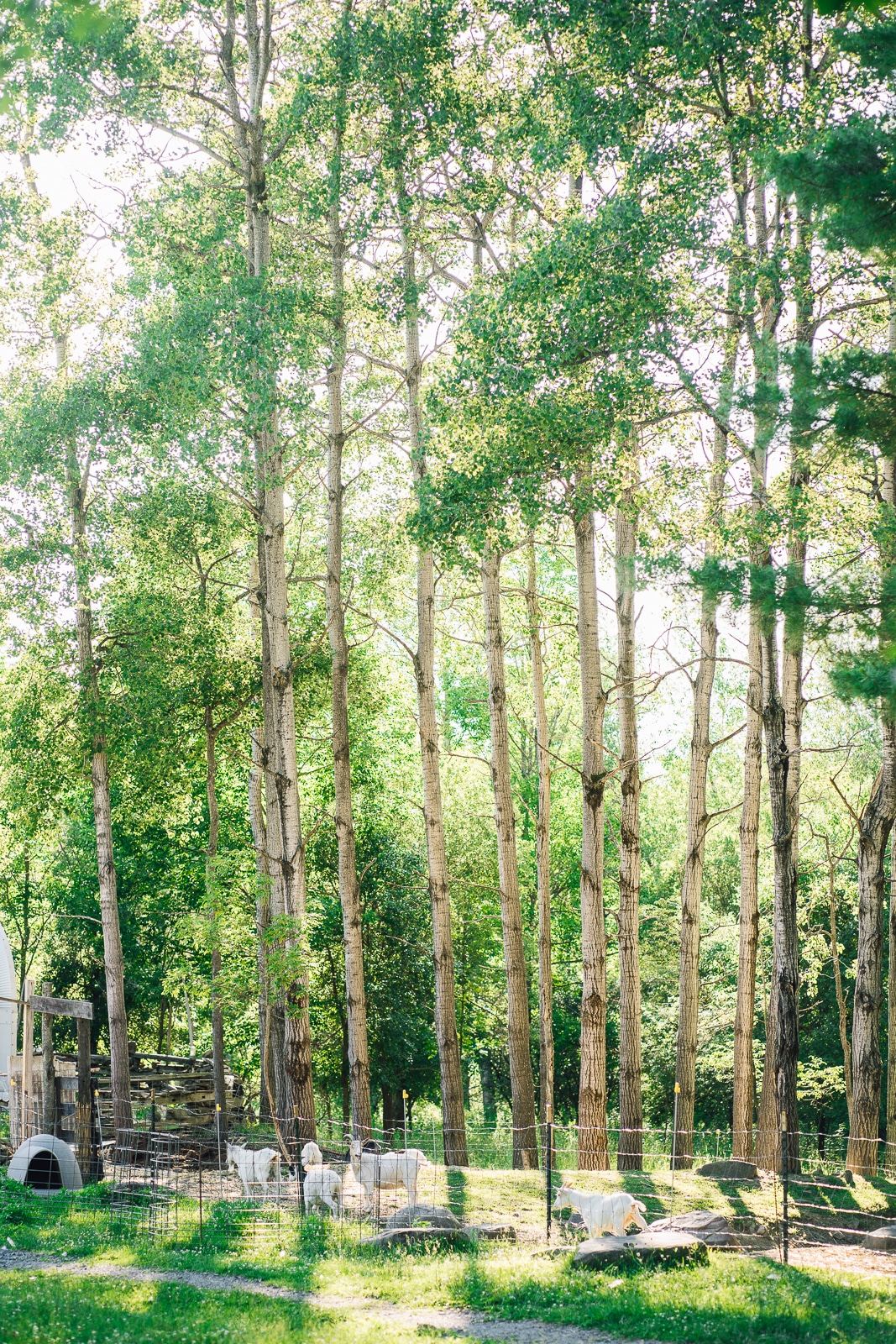 Mariaville Goat Farm Yurt