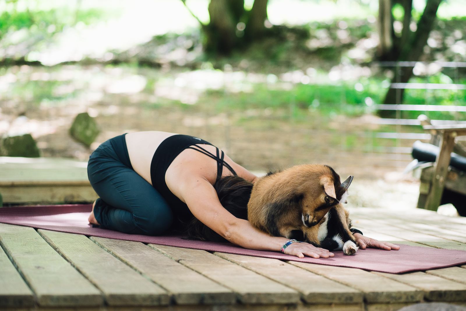 Morning goat yoga session