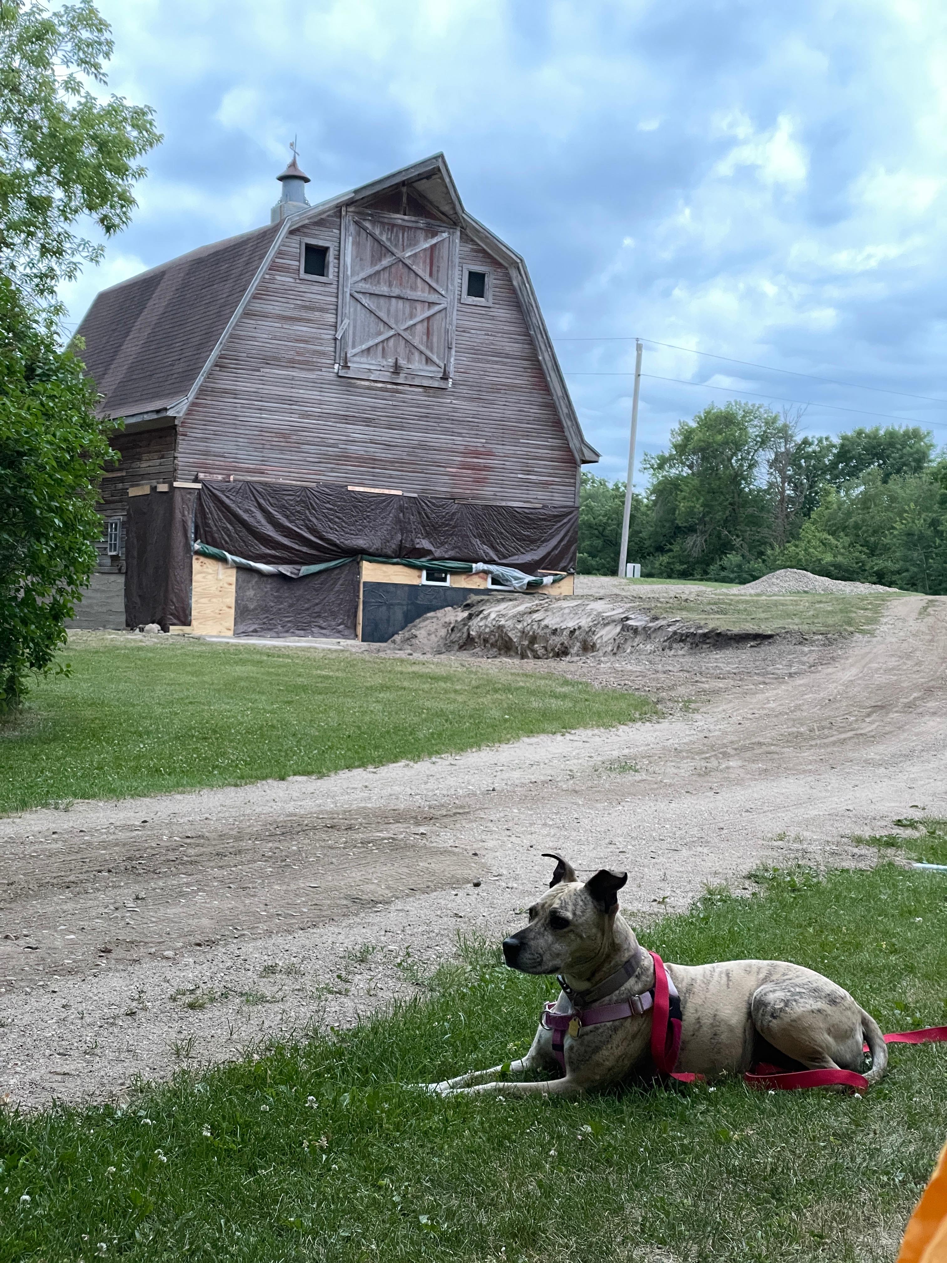My dog Winnie enjoying our campsite. 