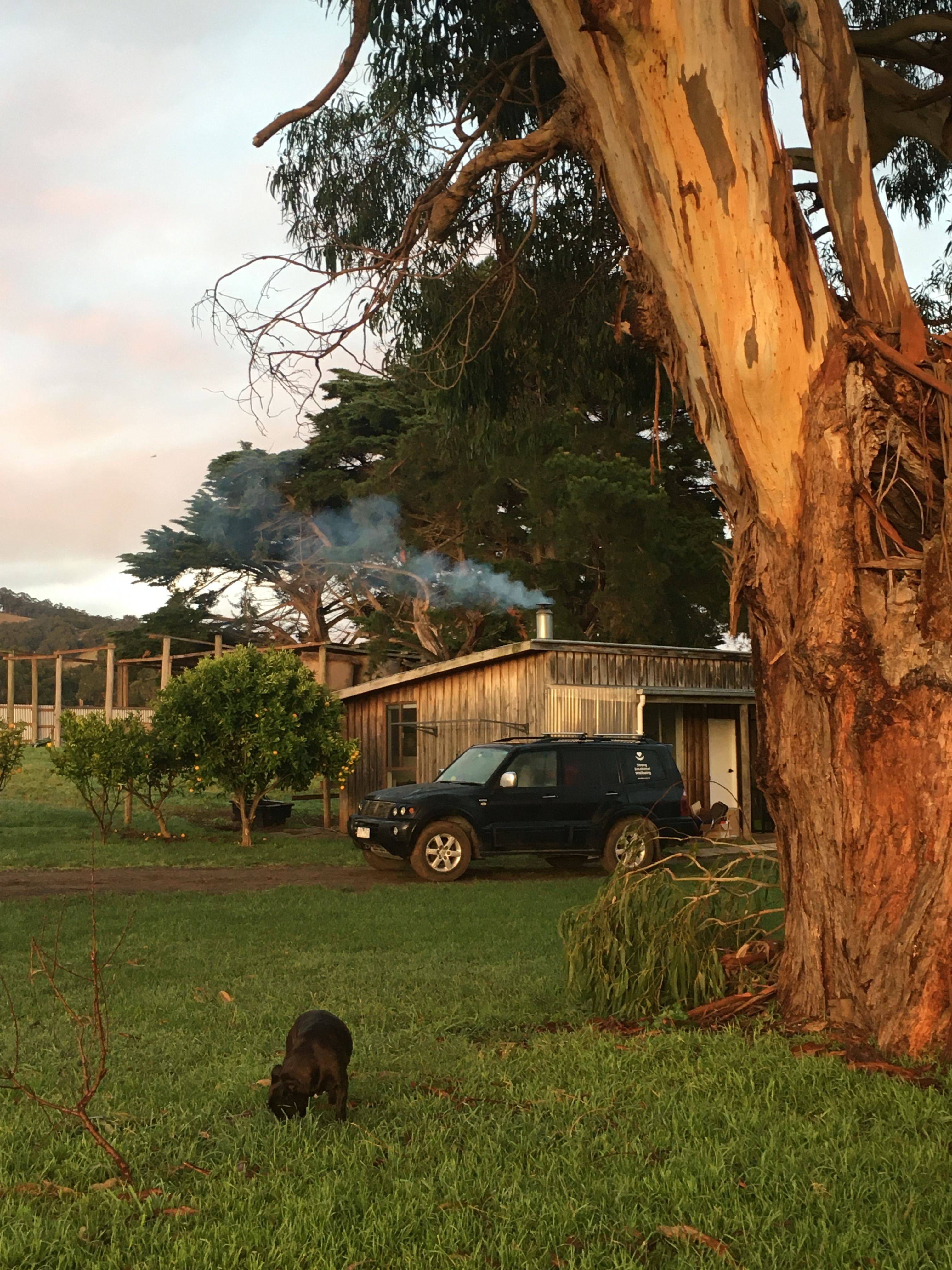 Early morning pic of Yoda & I checking out the calves. 